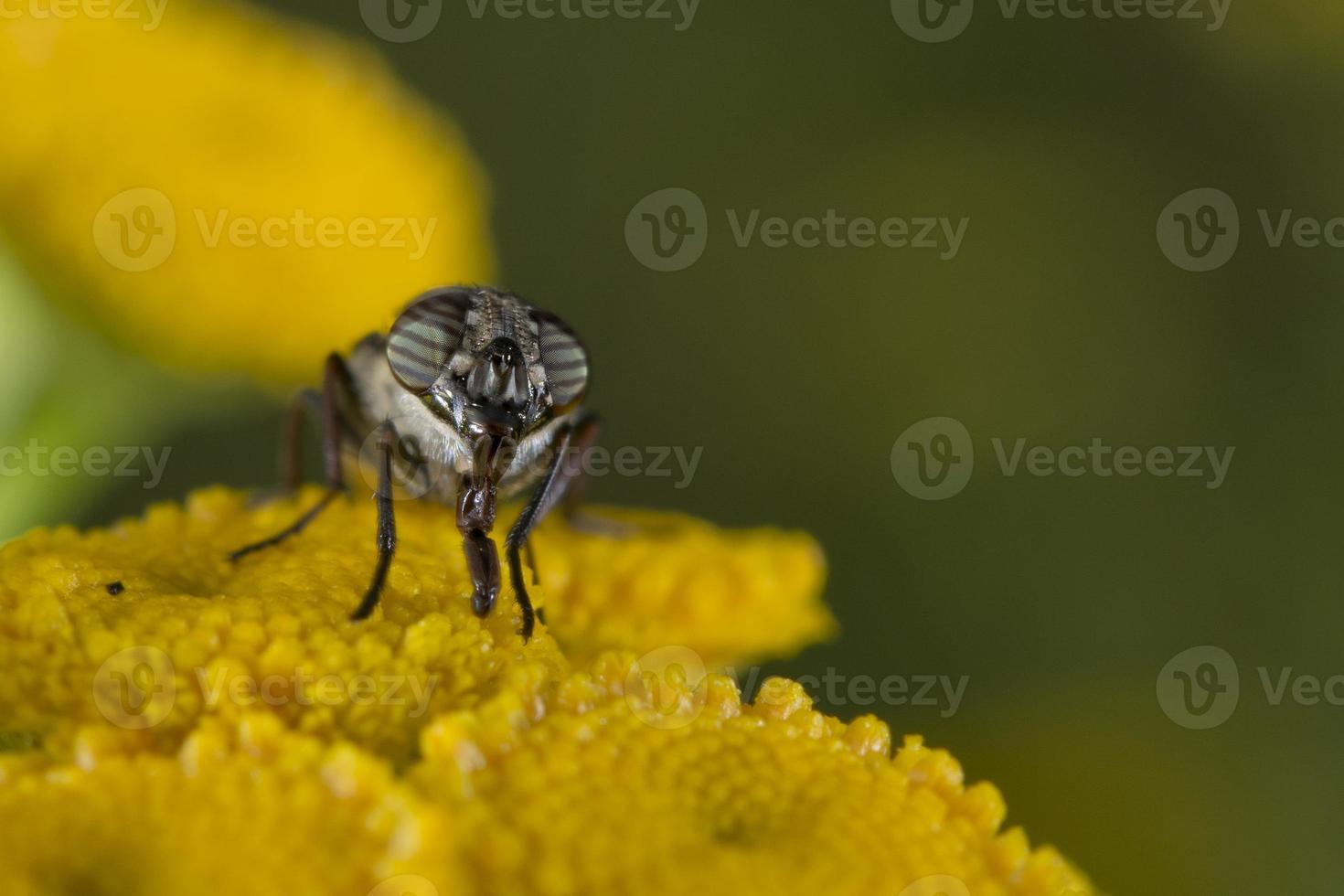 mosca verde mientras chupa polen foto