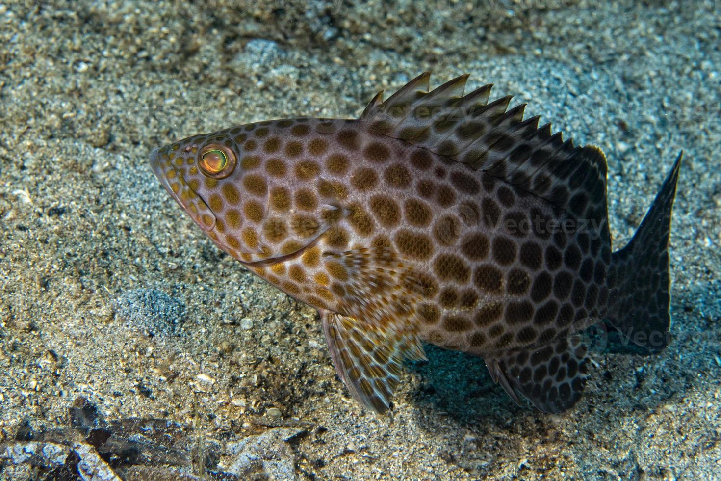 colorful grouper isolated on black photo