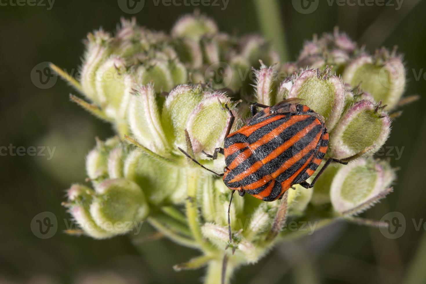 red and black beatle insects photo