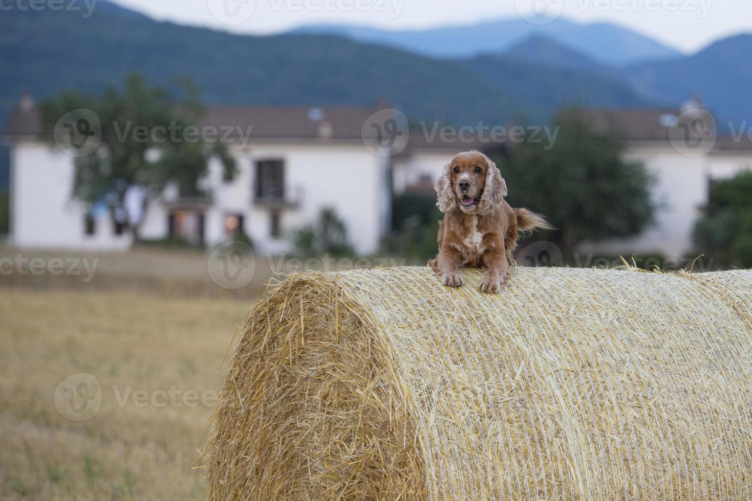 Cocker spaniel dog looking at you photo