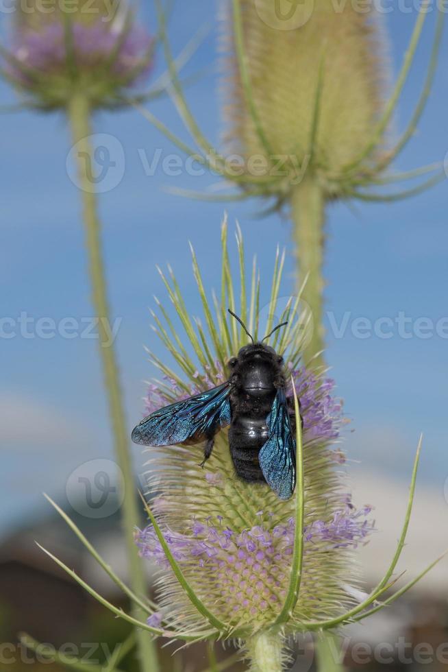 black hornet while sucking pollen photo