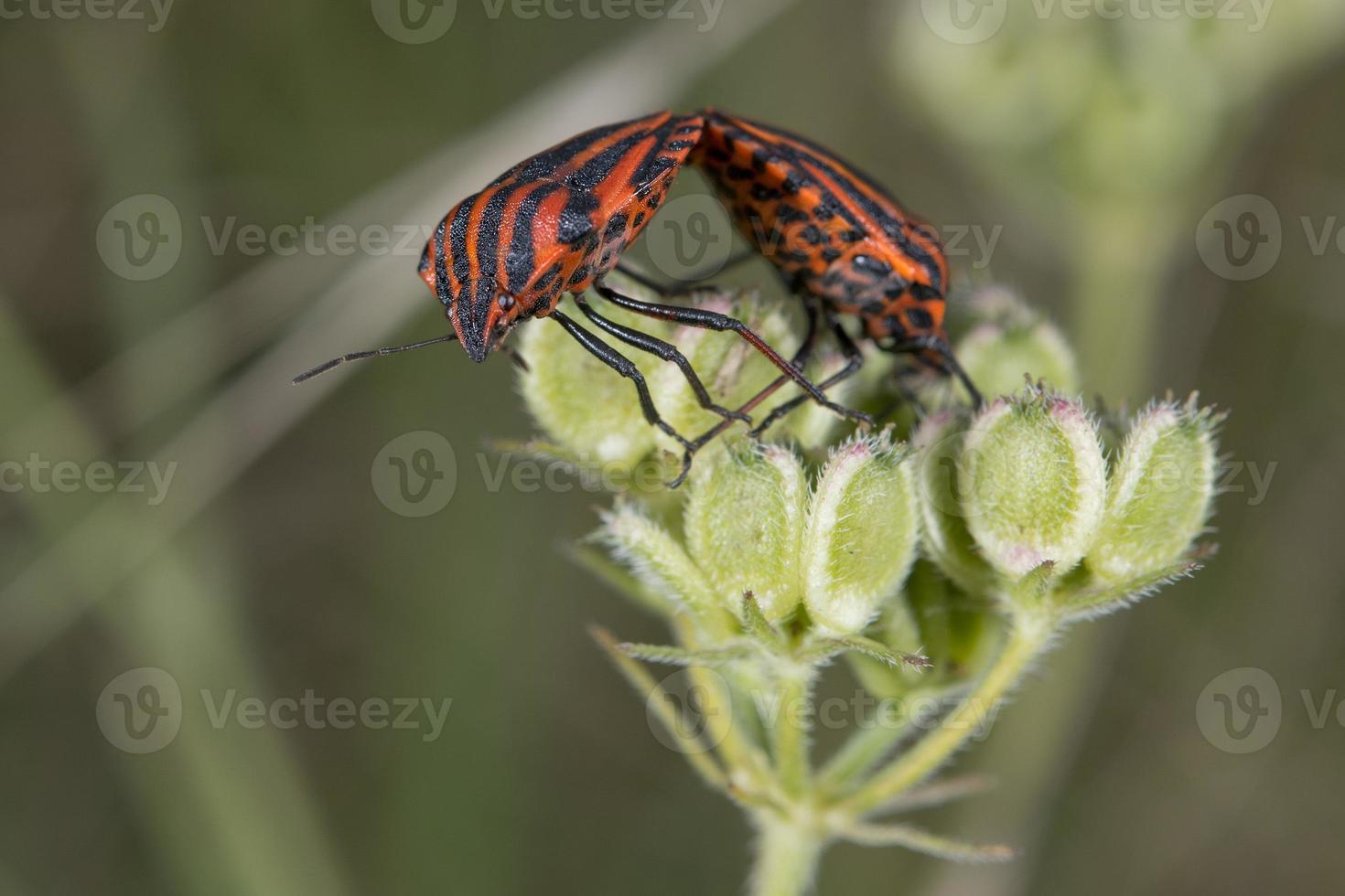 red and black beatle insects photo