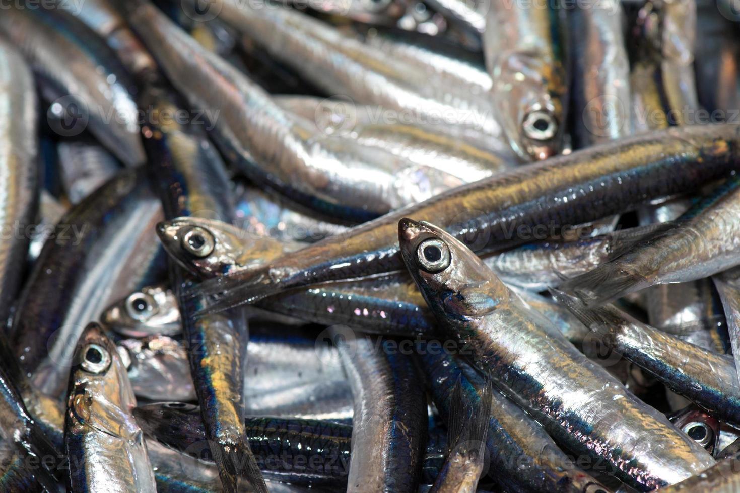 fresh anchovies fish at the market photo