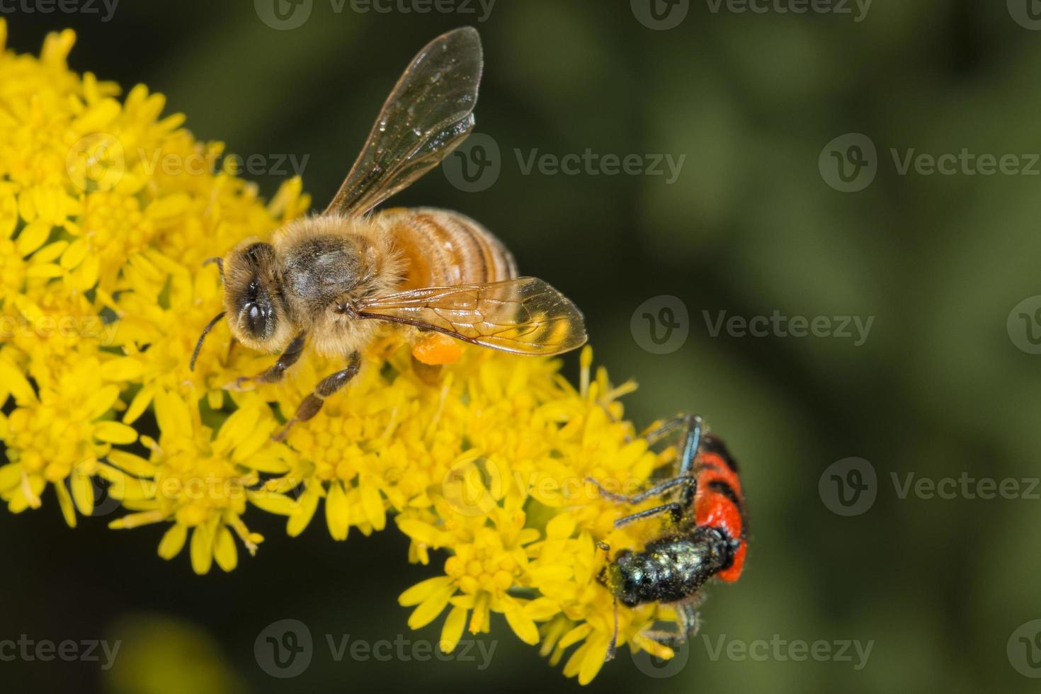 Bee while sucking pollen photo
