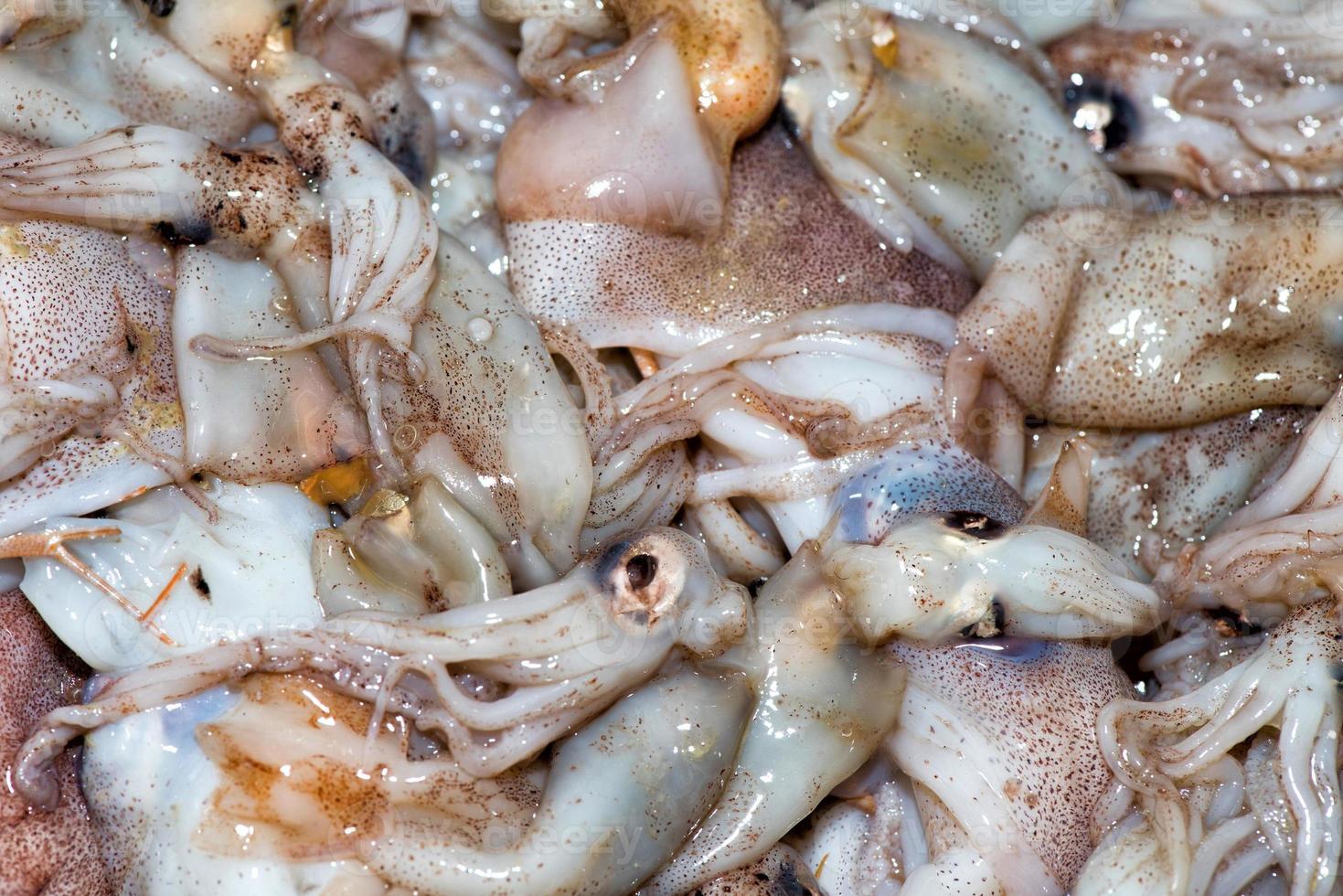 fresh squids at the market photo