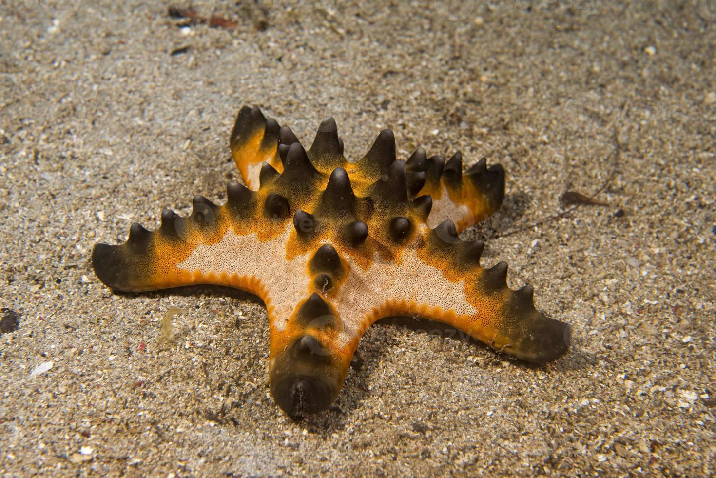 Pink orange and black sea star group on the sand background photo