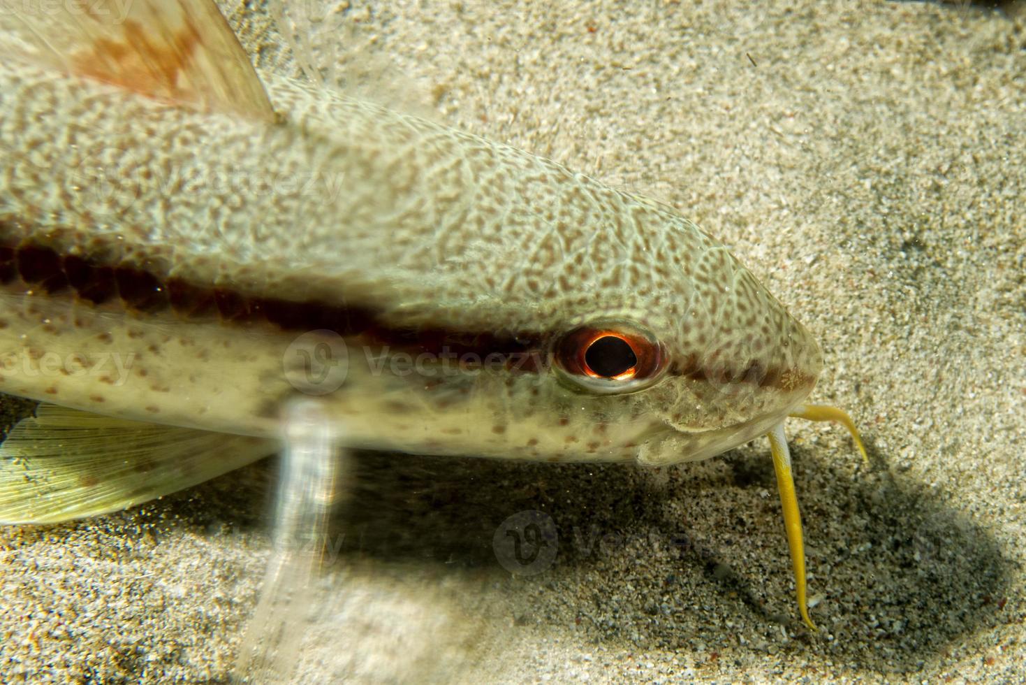 White mullet underwater photo