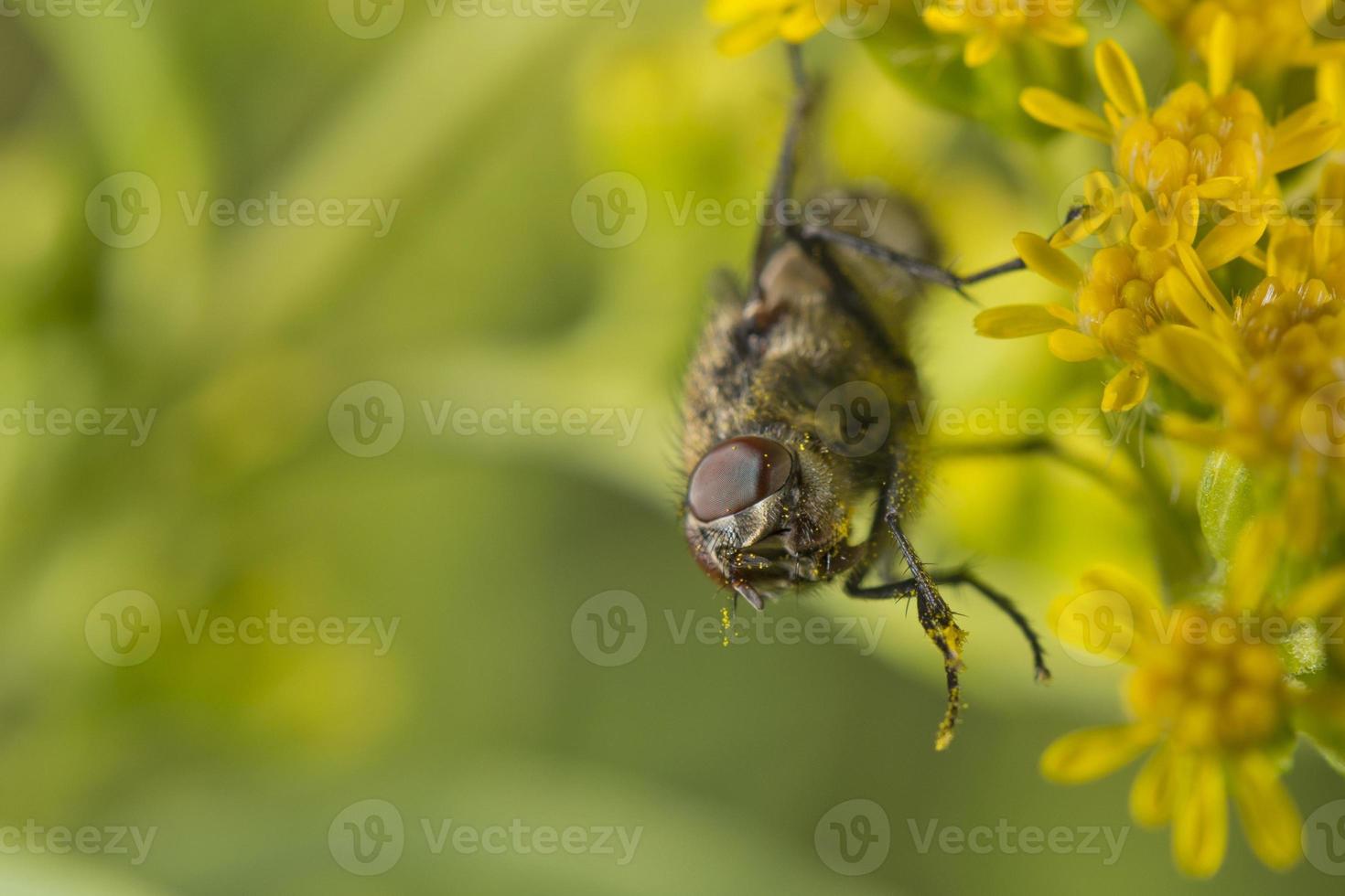 mosca verde mientras chupa polen foto