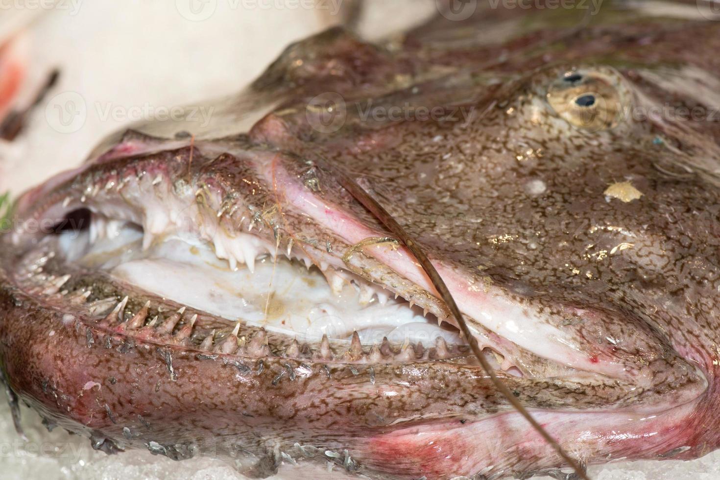 fresh giant frog fish at the market 12554433 Stock Photo at Vecteezy