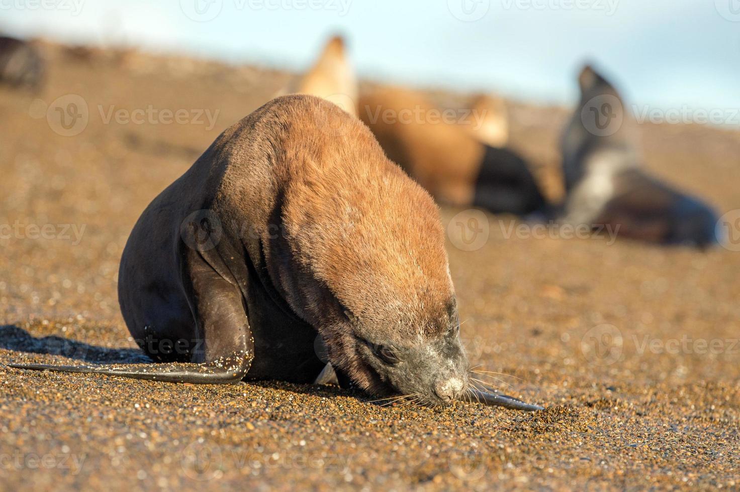 sea lion seal close up portrait look at you photo