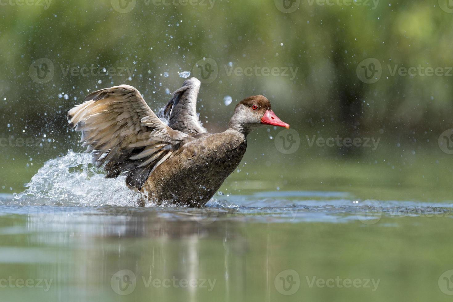 Wiild Duck while splashing on water photo