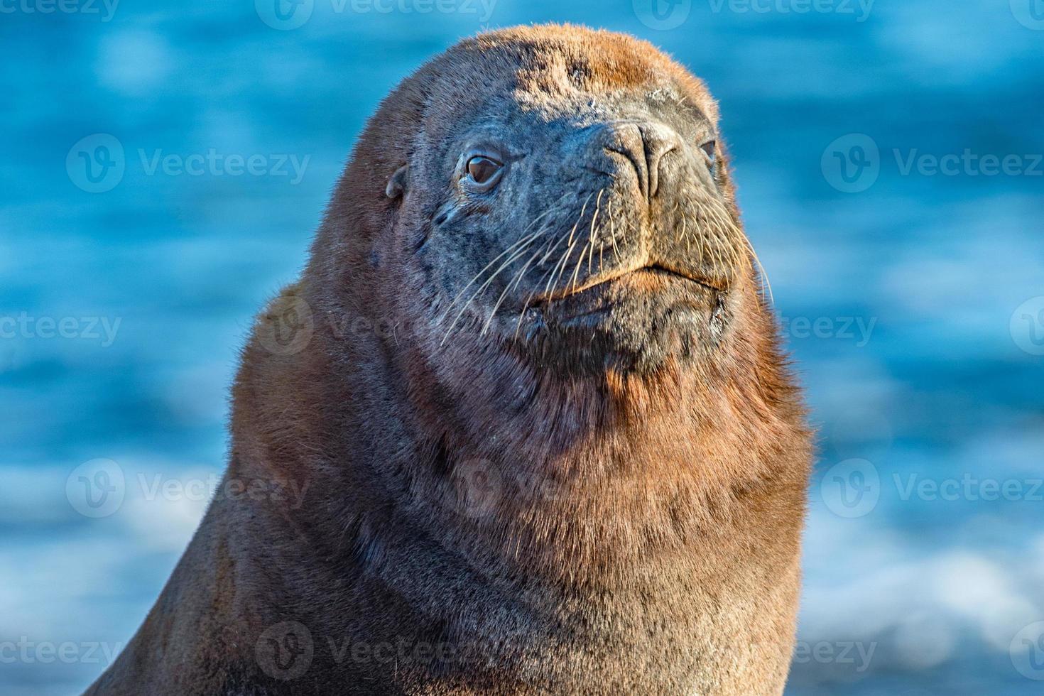 male sea lion on the beach photo