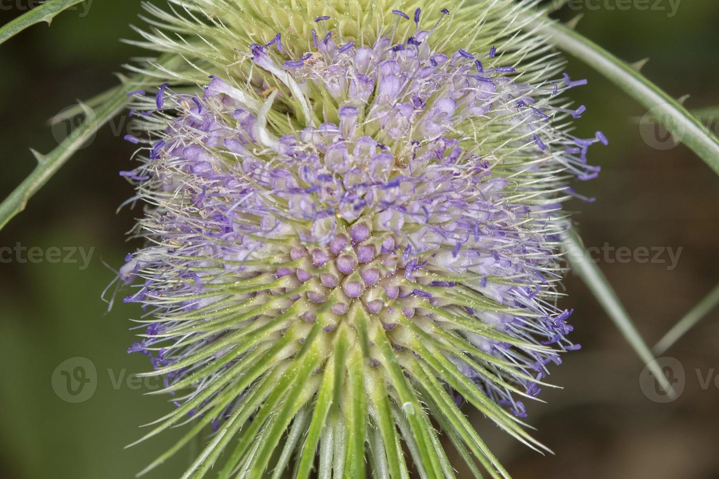 cardoon flower close-up photo