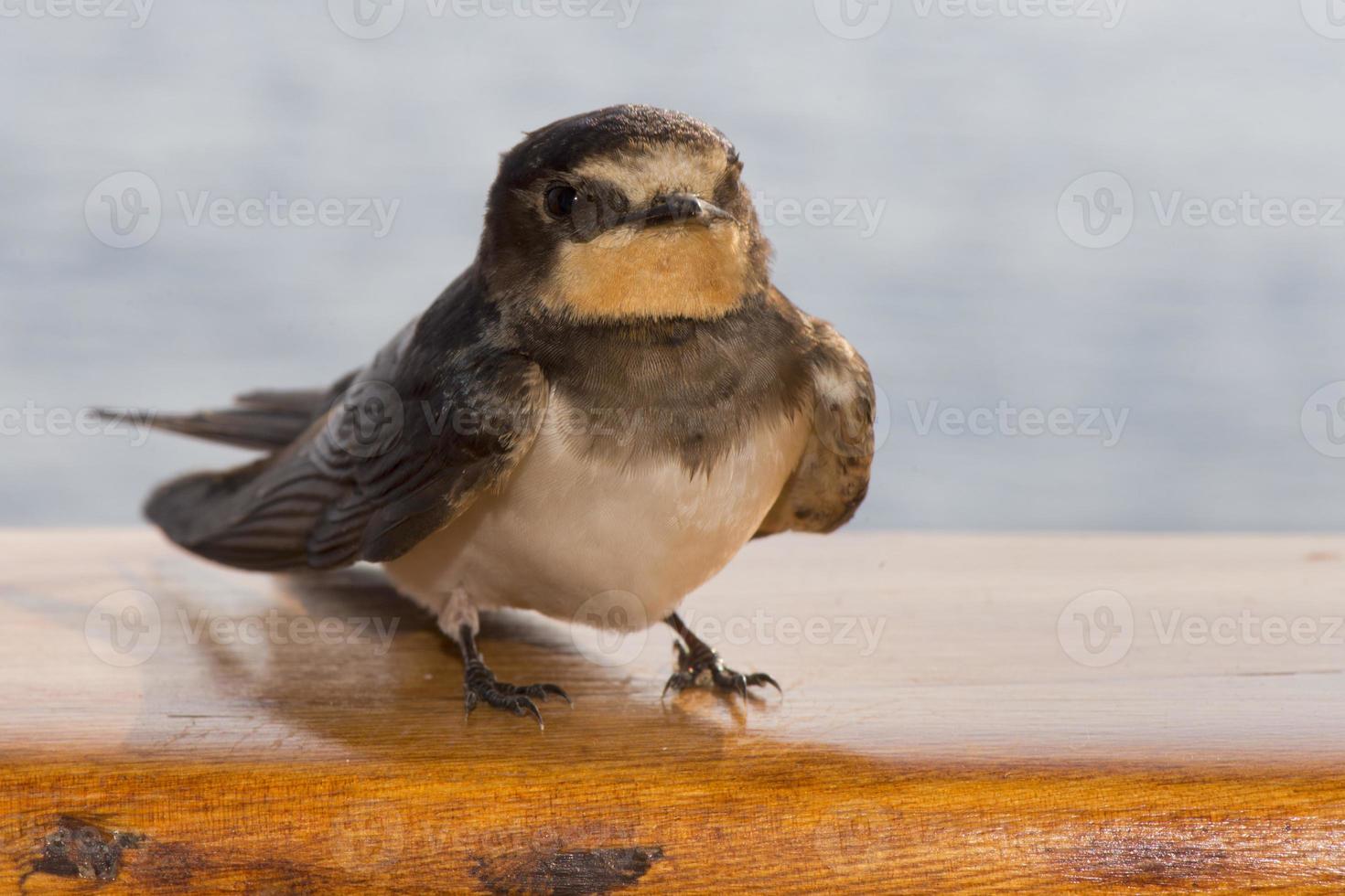 Swift swallow bird from africa photo