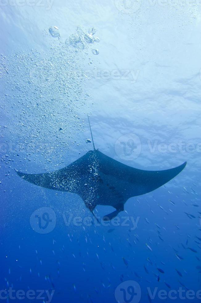 A manta in the deep blue sea photo