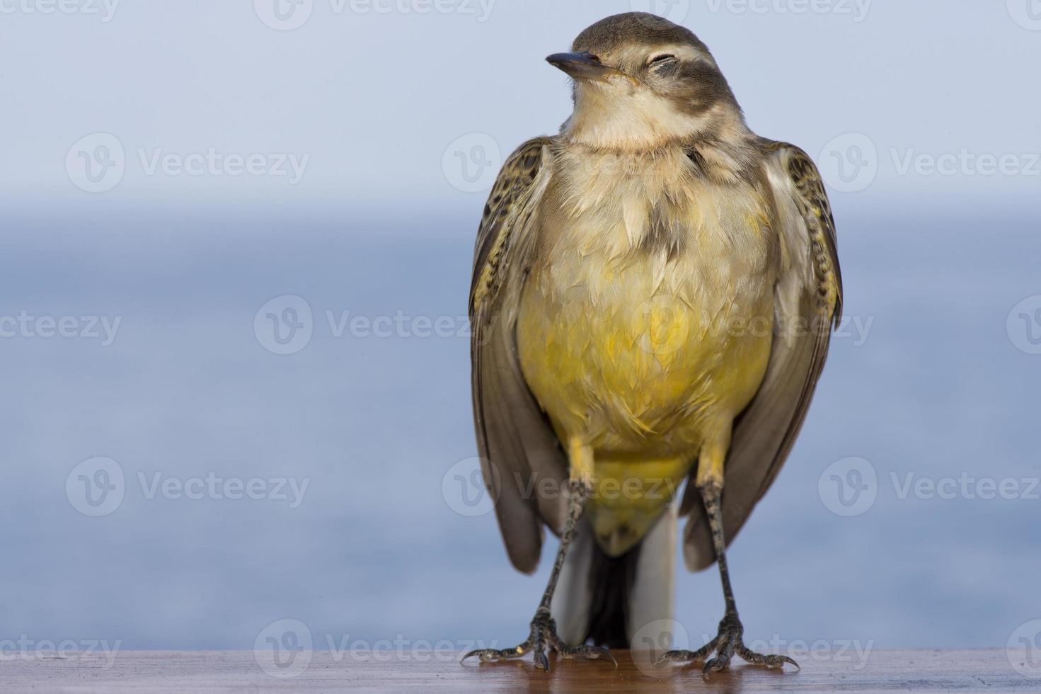 Isolated yellow tilt sparrow photo