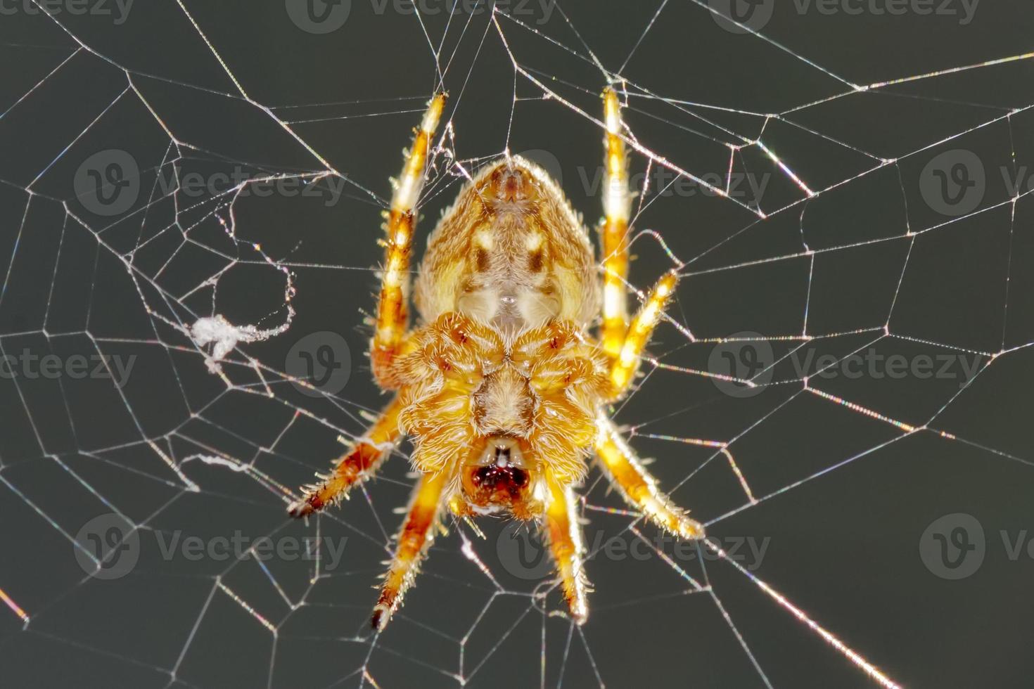A spider hanging in its web net photo