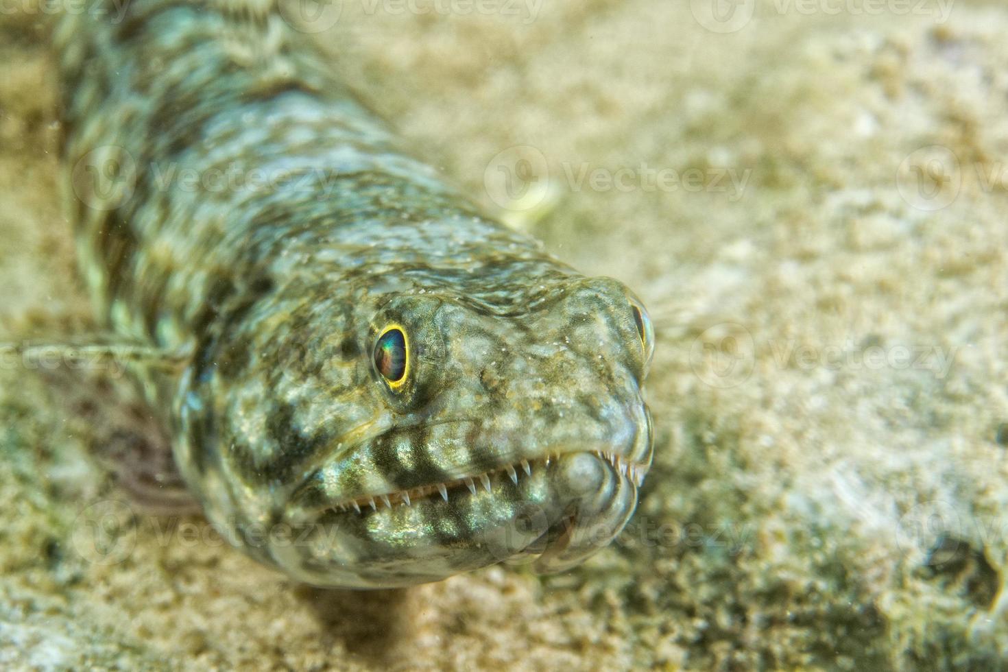 Colorful lizard fish on reef rocks photo