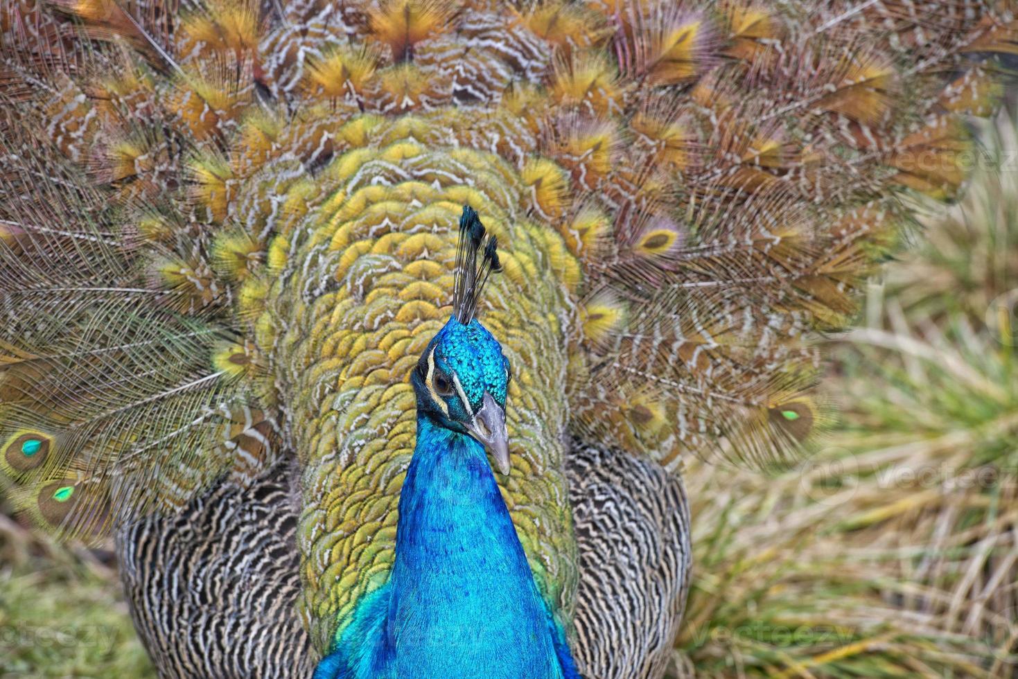 peacock bird wonderful feather open wheel portrait photo
