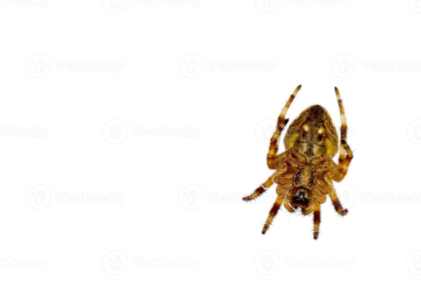 Isolated spider hanging on white background photo
