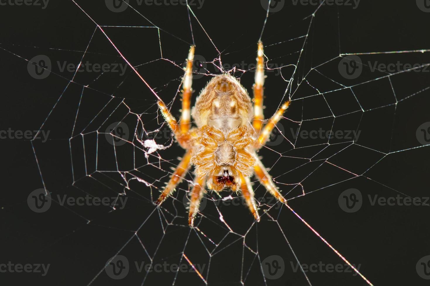 A spider hanging in its web net photo