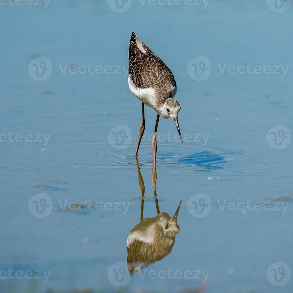 Isolated  black-winged stilt looking at you photo