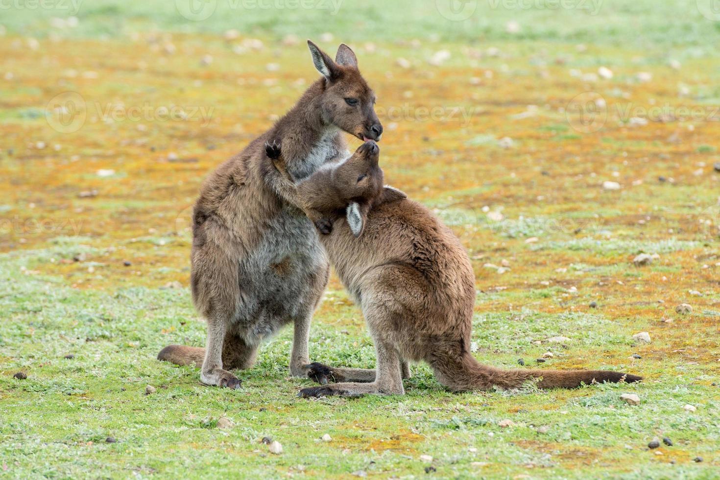 Kangaroo mother while kissing newborn son photo