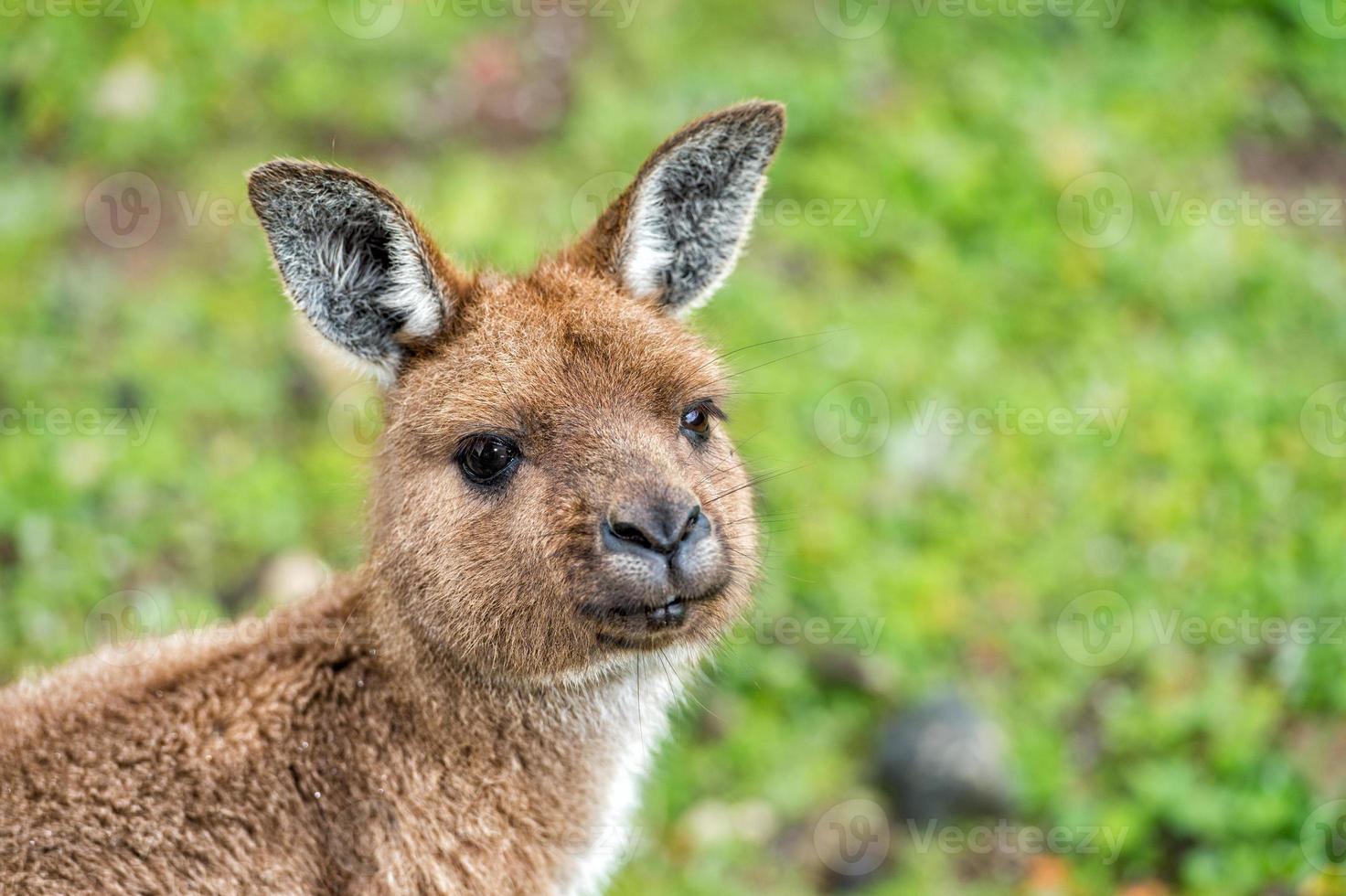 Puzzled kangaroo portrait close up portrait photo