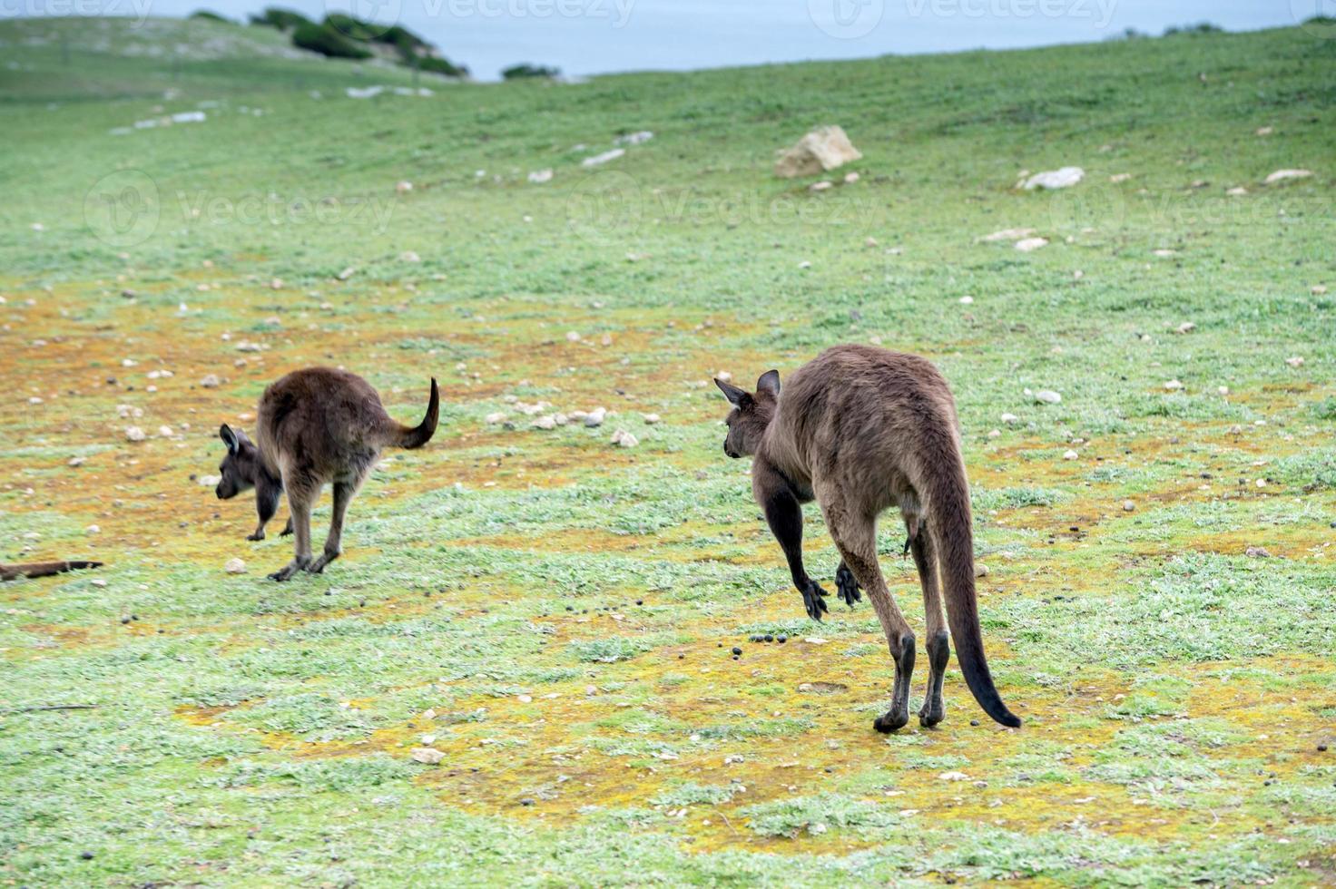 Kangaroo portrait while jumping on grass photo