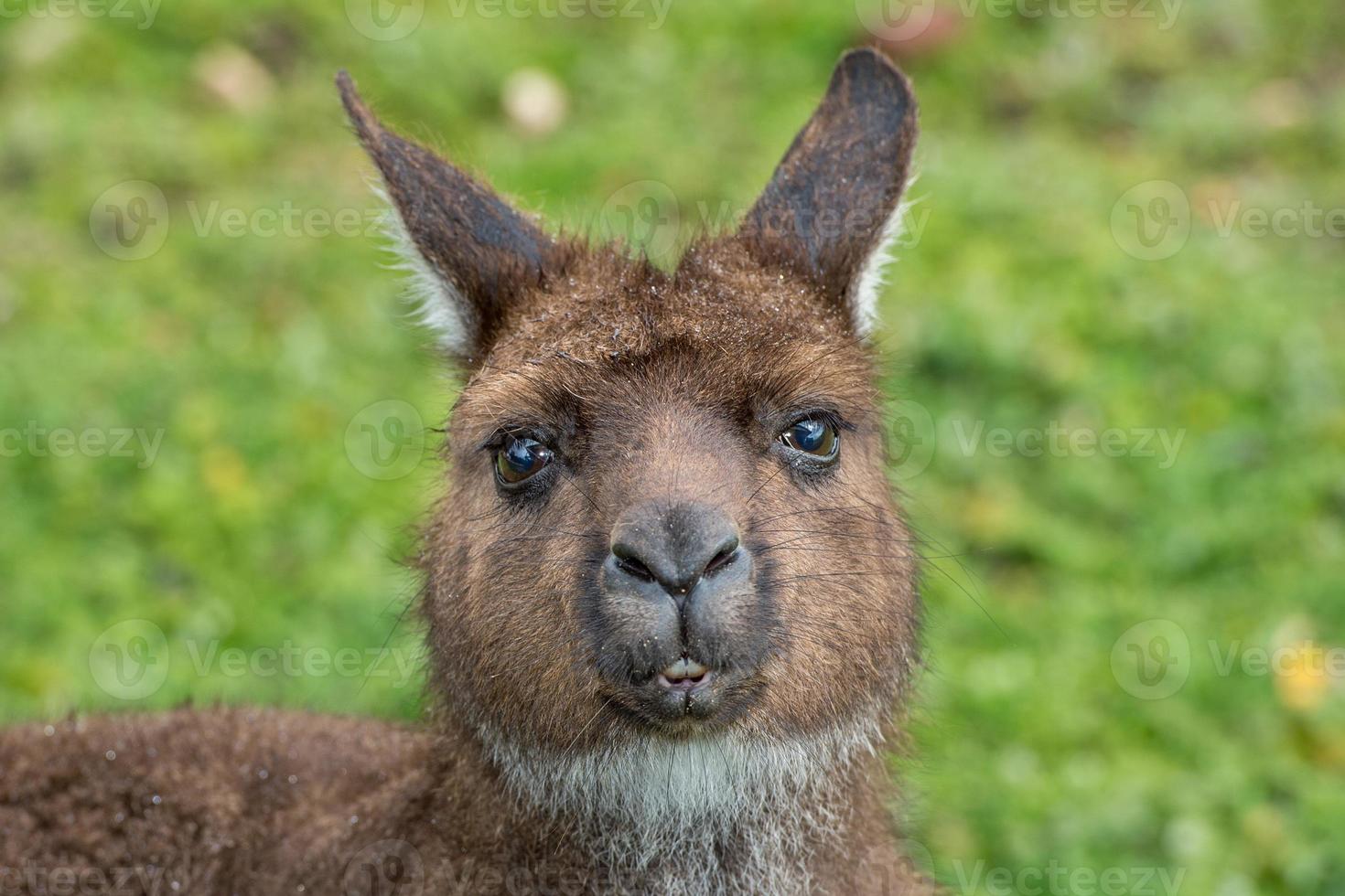 Kangaroo portrait while looking at you photo