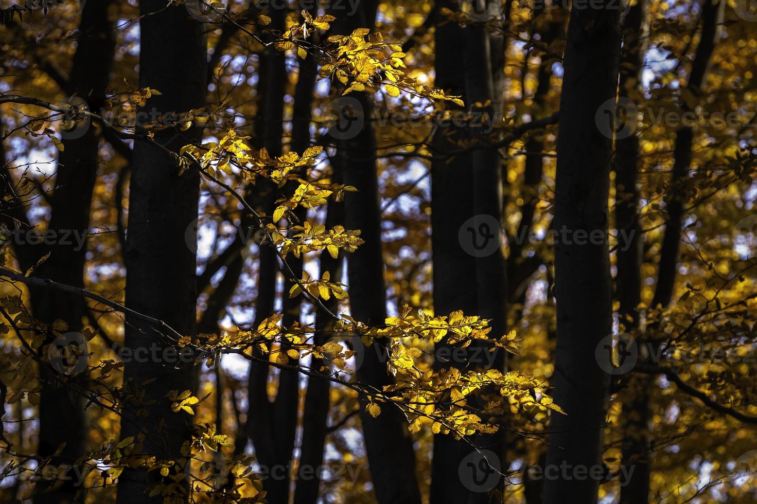 Autumn leaves in spring photo