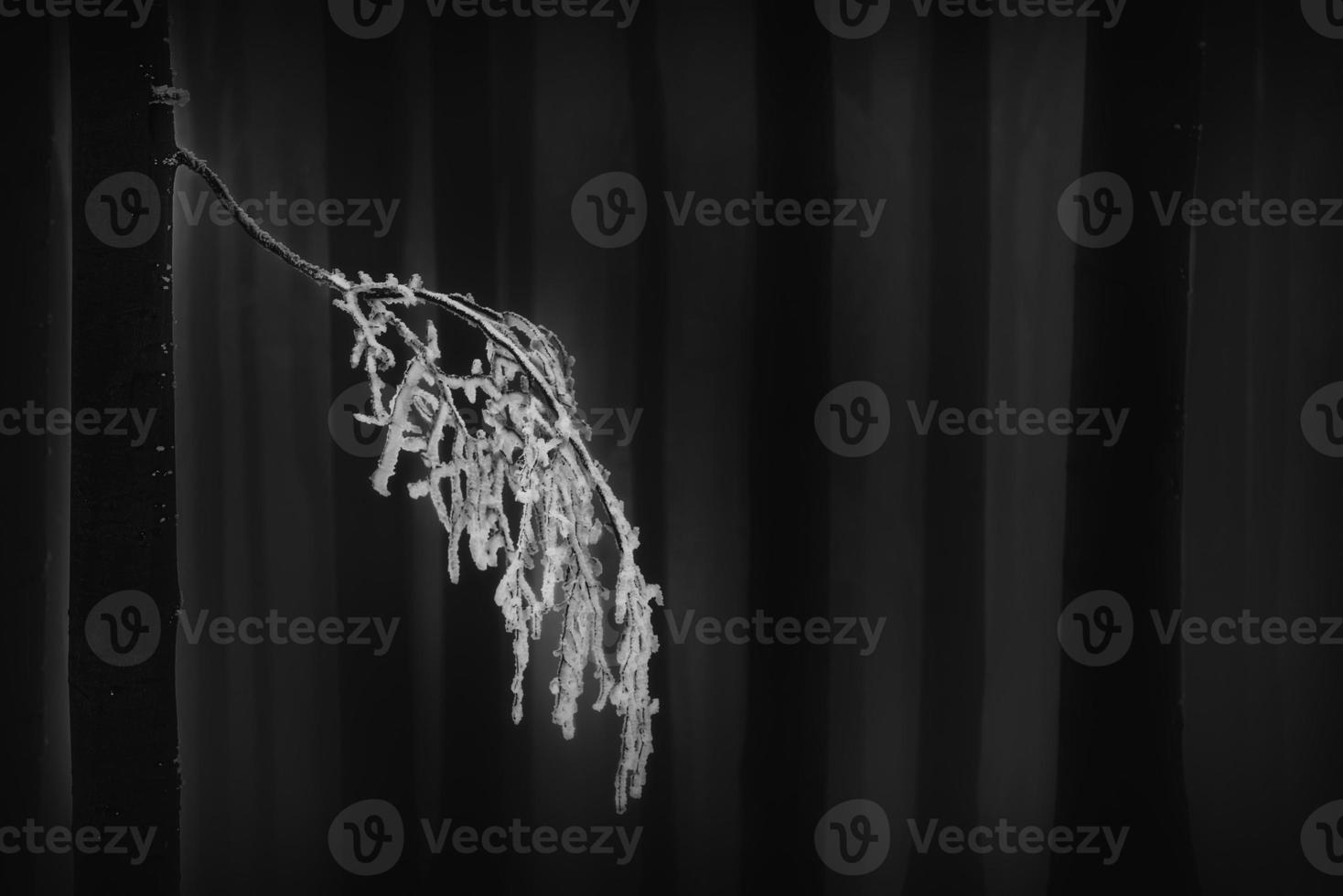 Beech tree branch 12554884 Stock Photo at Vecteezy
