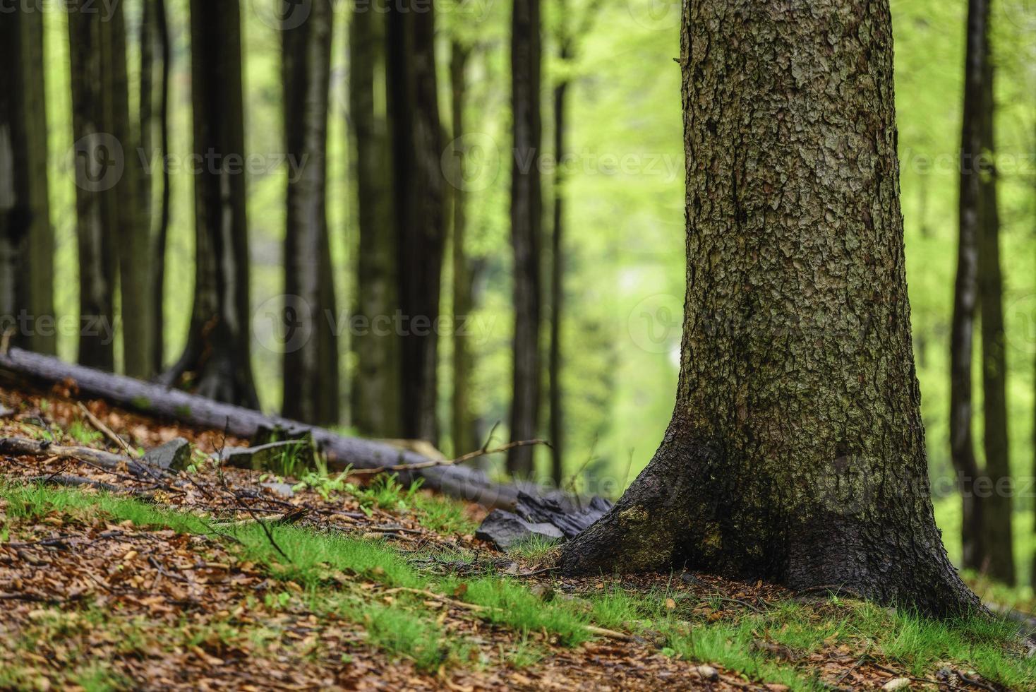 Spring forest in spring 12554888 Stock Photo at Vecteezy Spring forest in spring 12554888 Stock Photo at Vecteezy