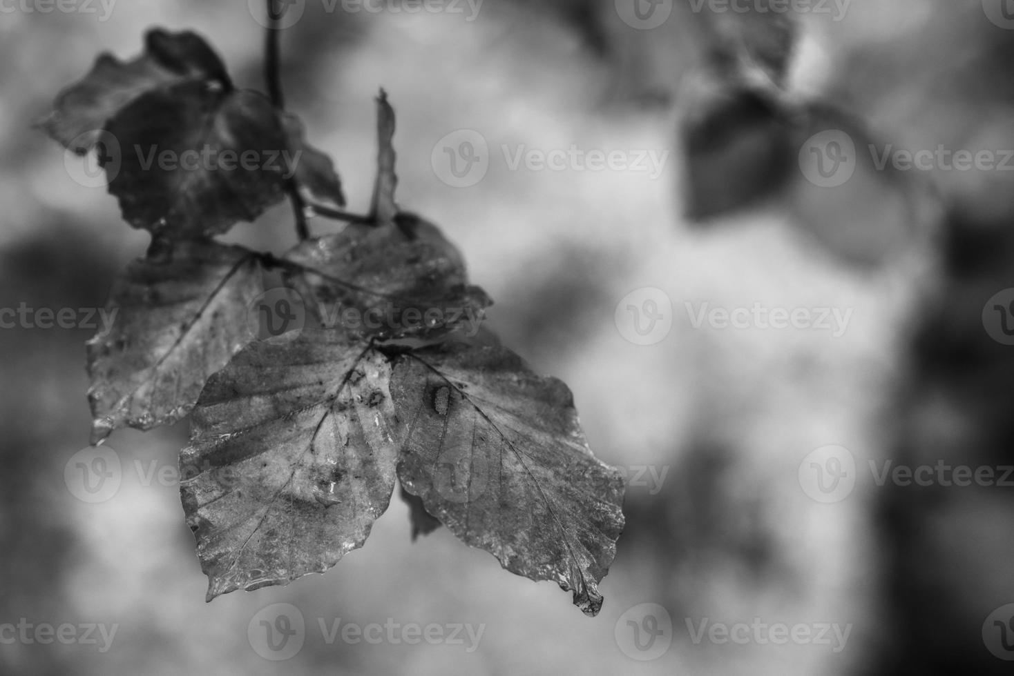 Autumn leaves on the branch photo