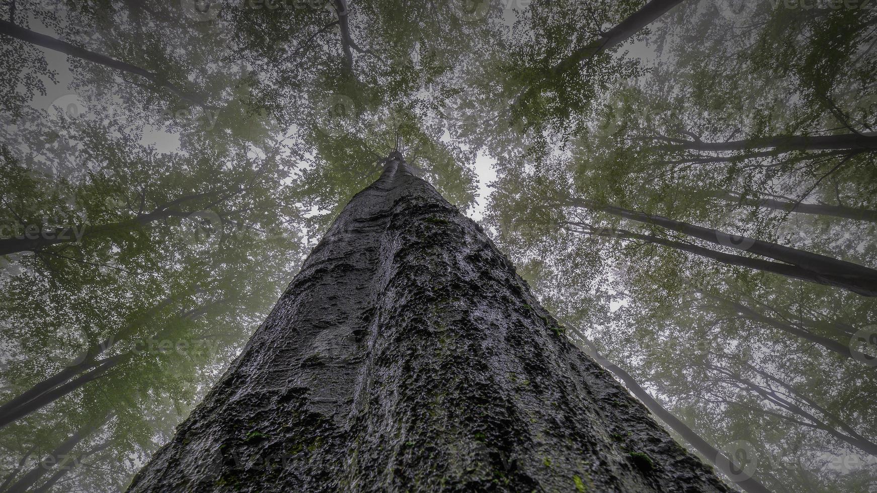 Summertime trees crown photo