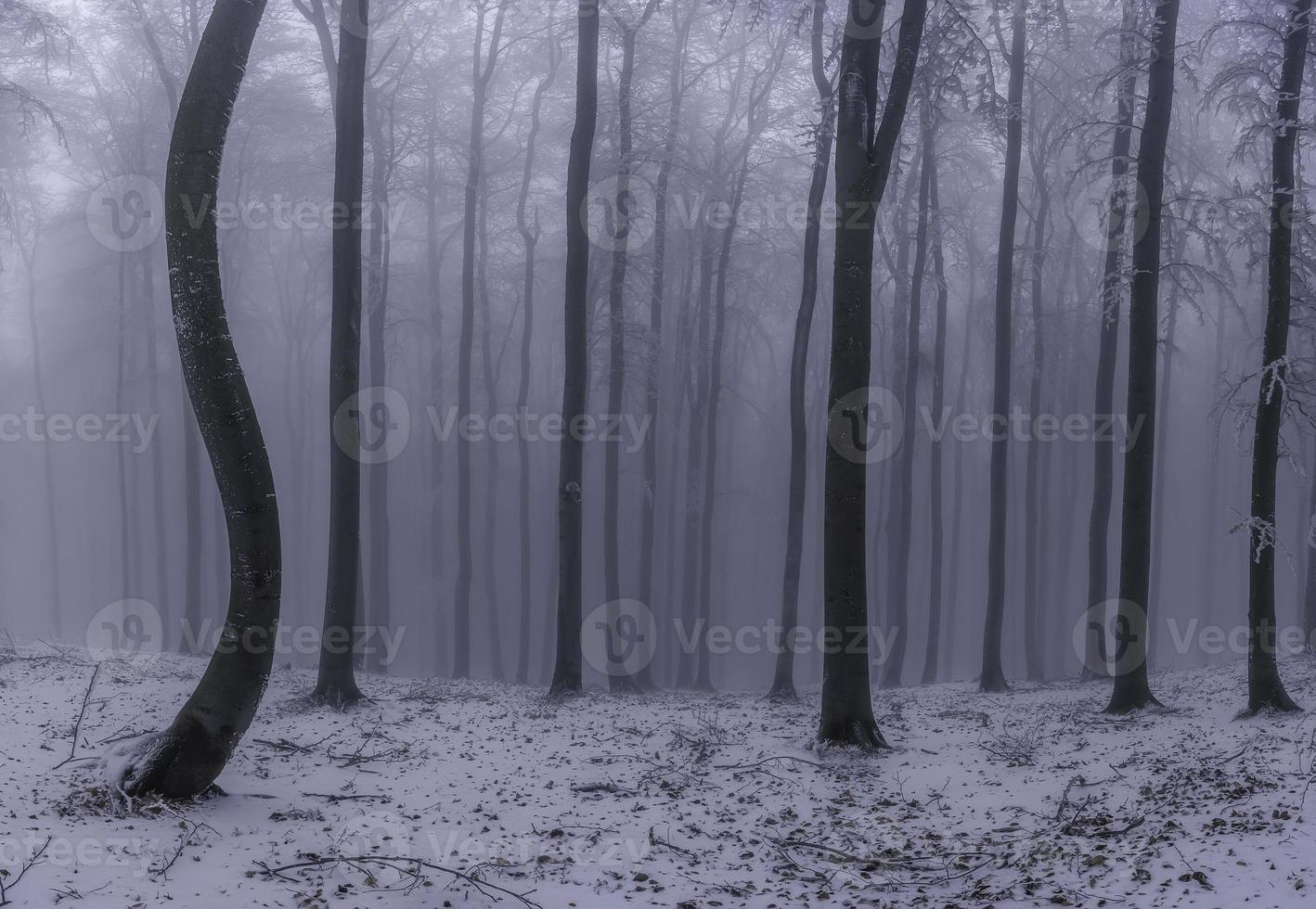 Winter beech forest with fog photo