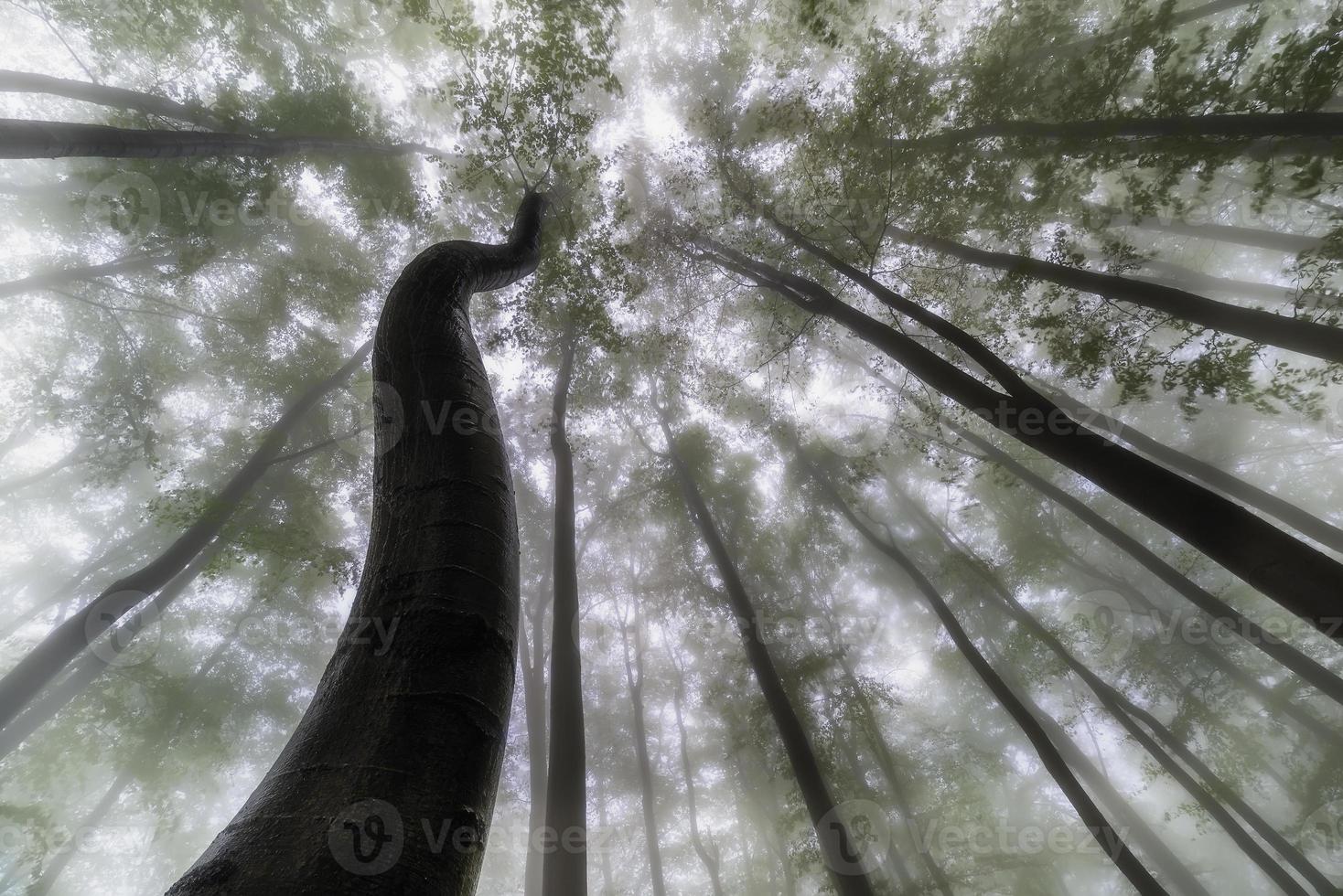 Summertime trees crown photo
