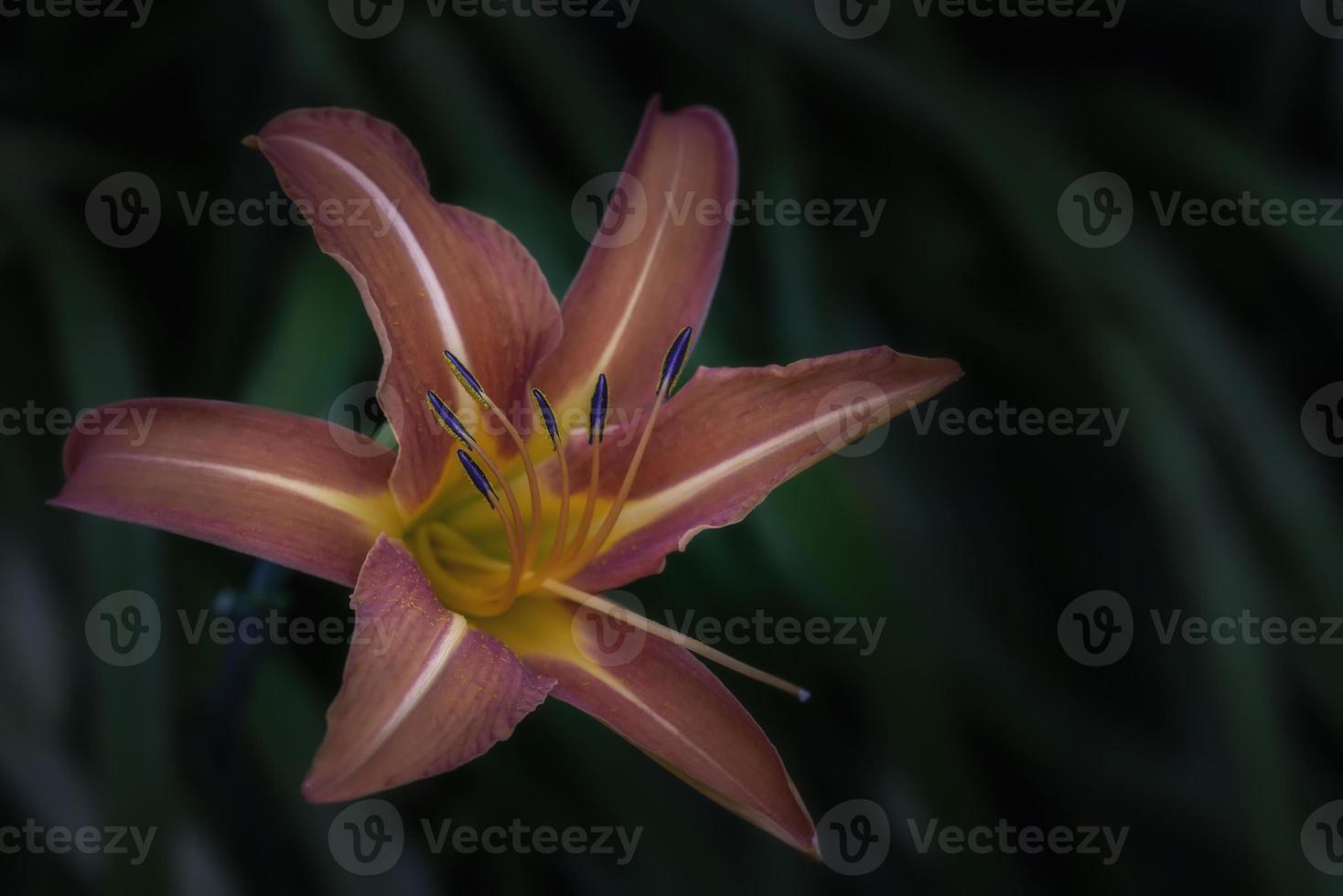 Close-up view of one blooming lily flower photo