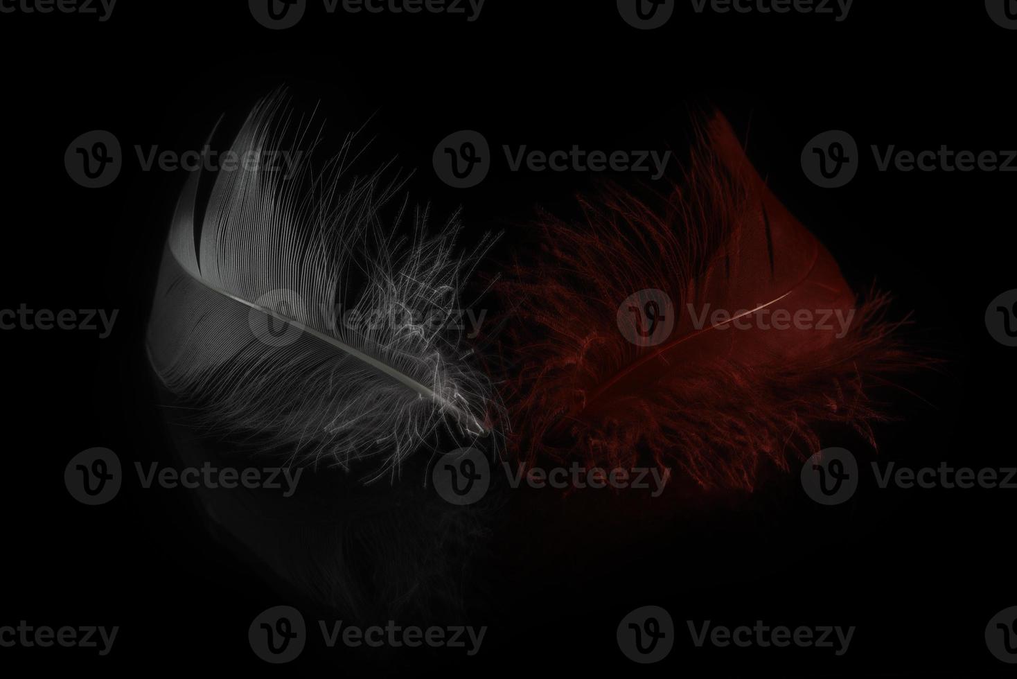 Close-up view of two colored feathers photo