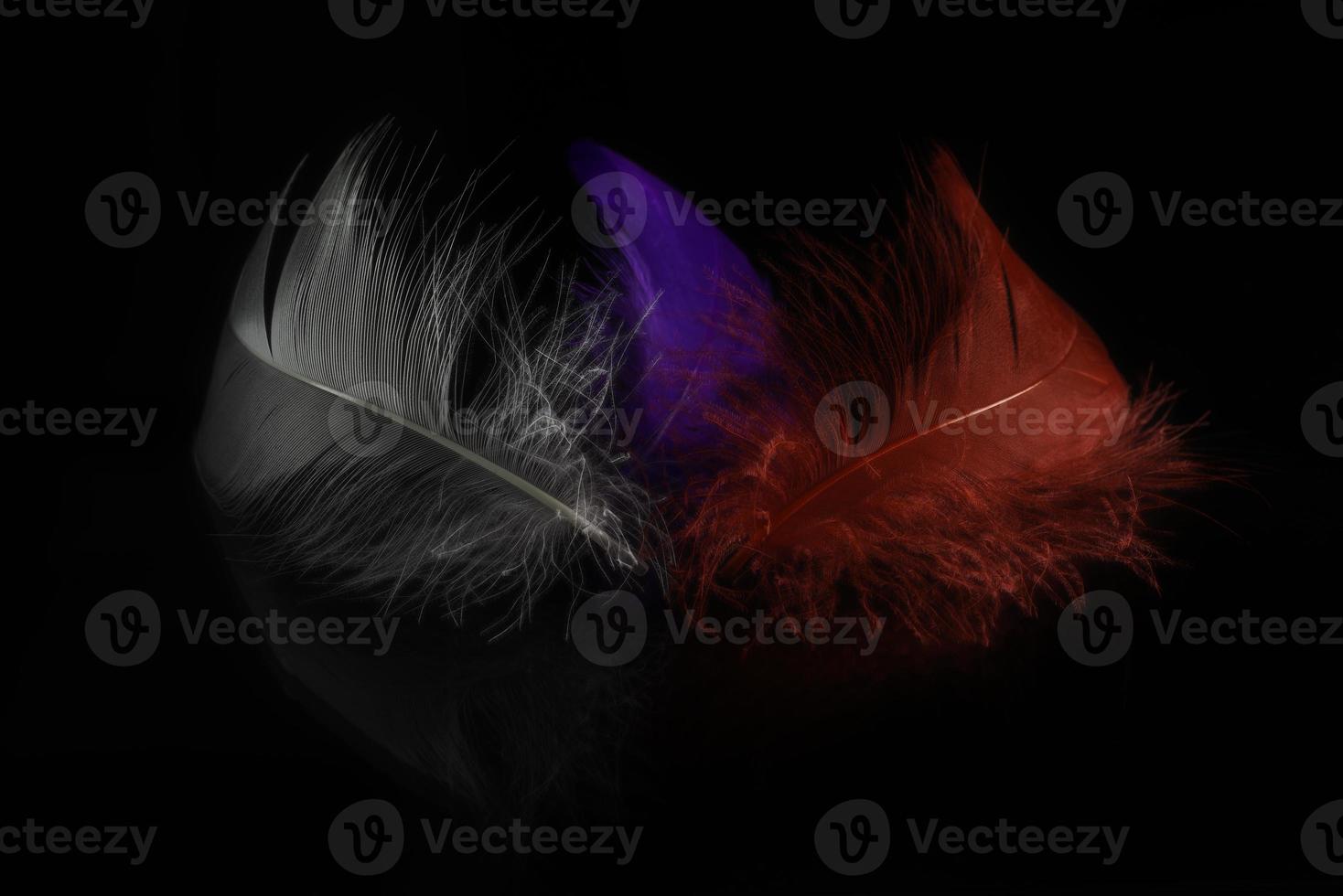 Close-up view of three colored feathers photo