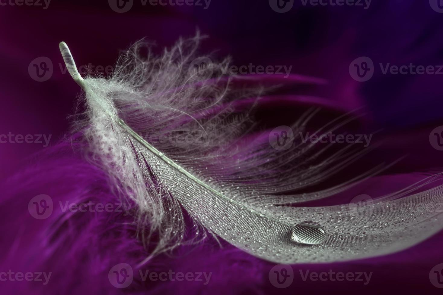 Feather and water drops photo