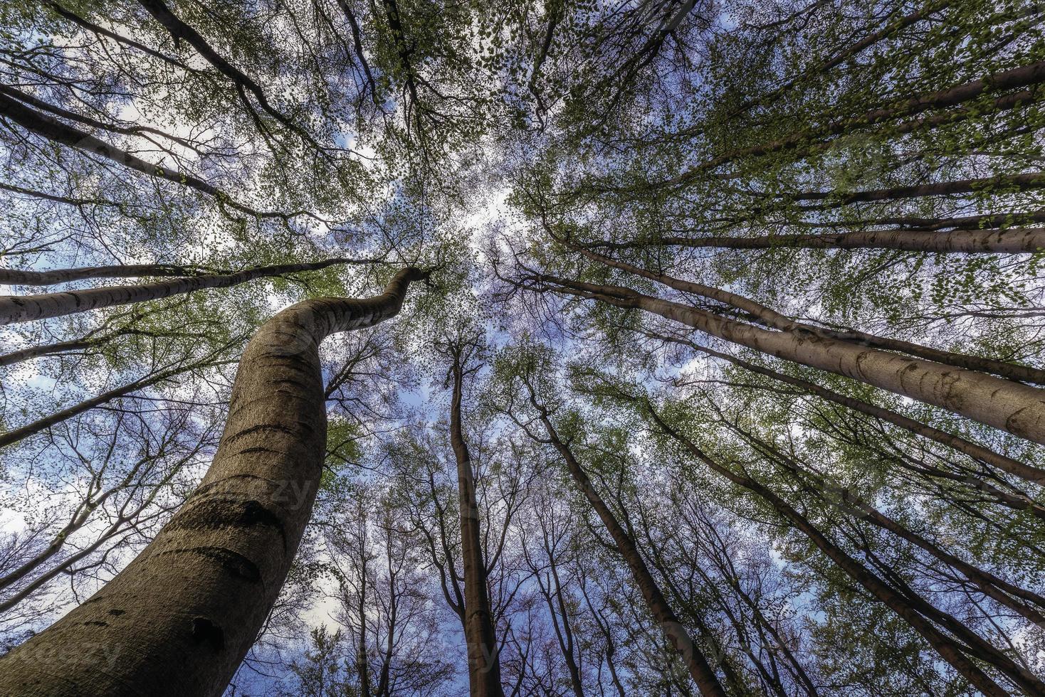 Springtime trees crown photo