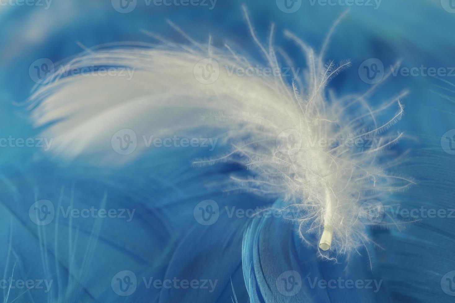 Macro view of one white feather photo