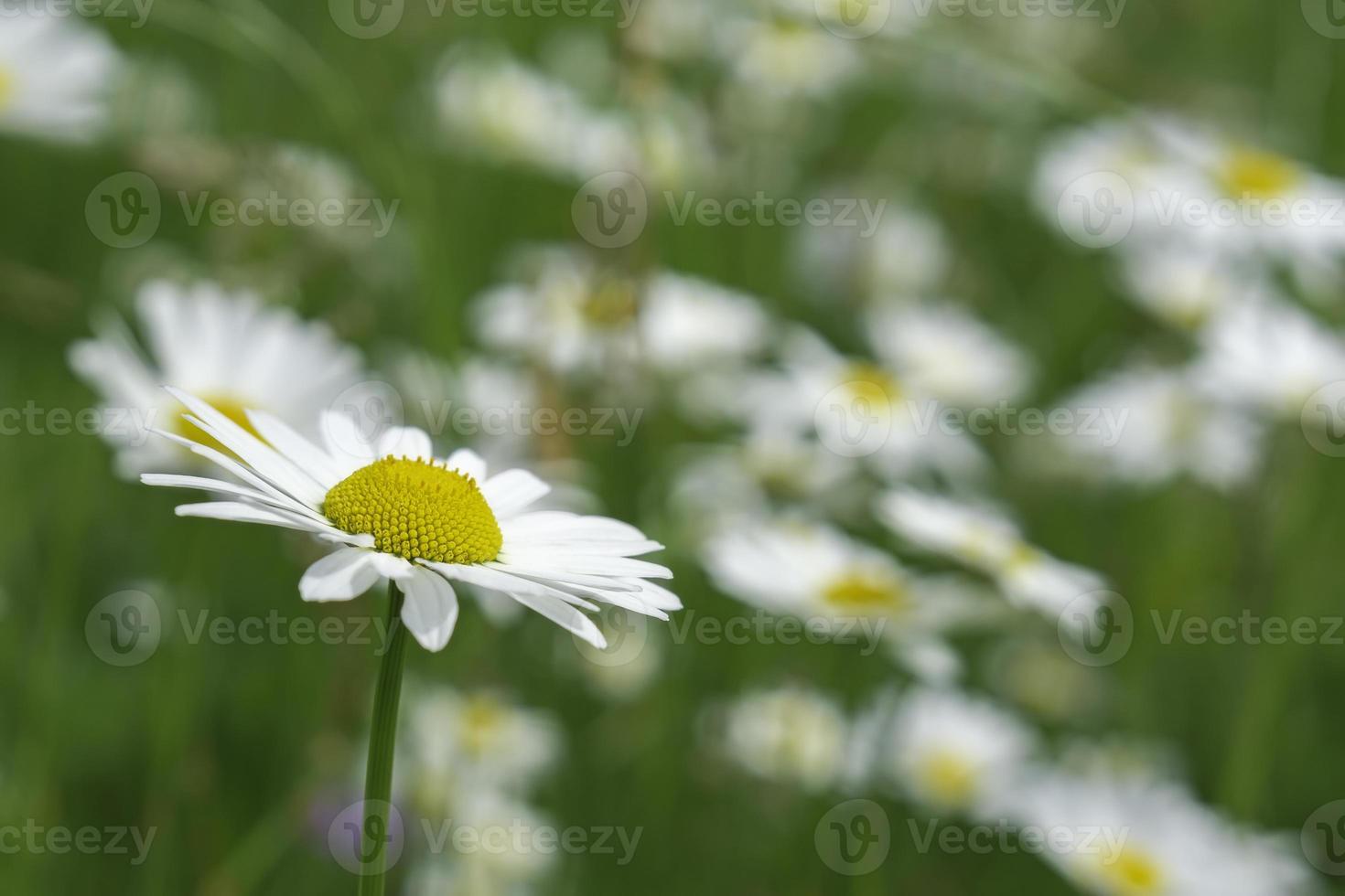 flor de la margarita blanca foto