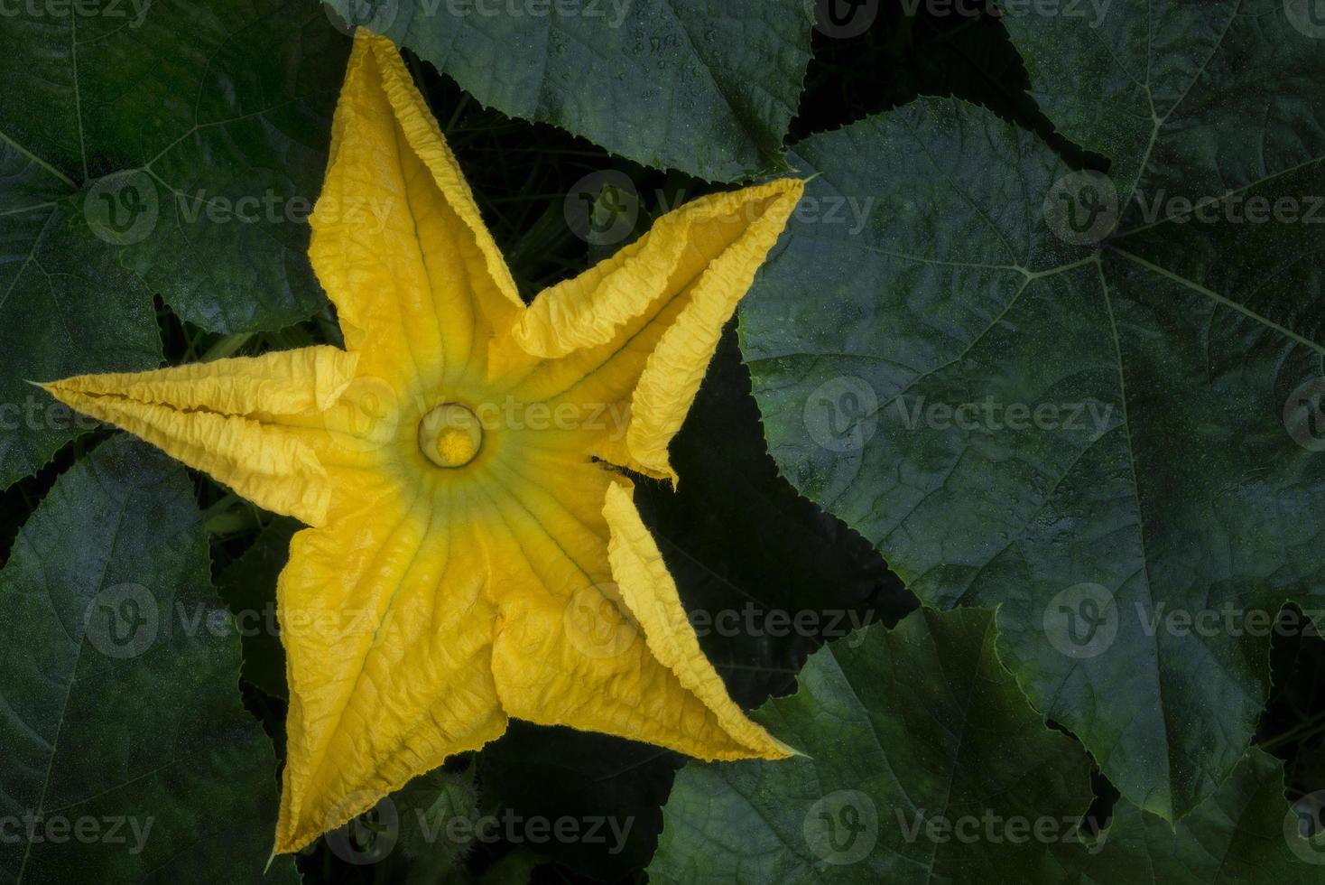 One flower pumpkin photo