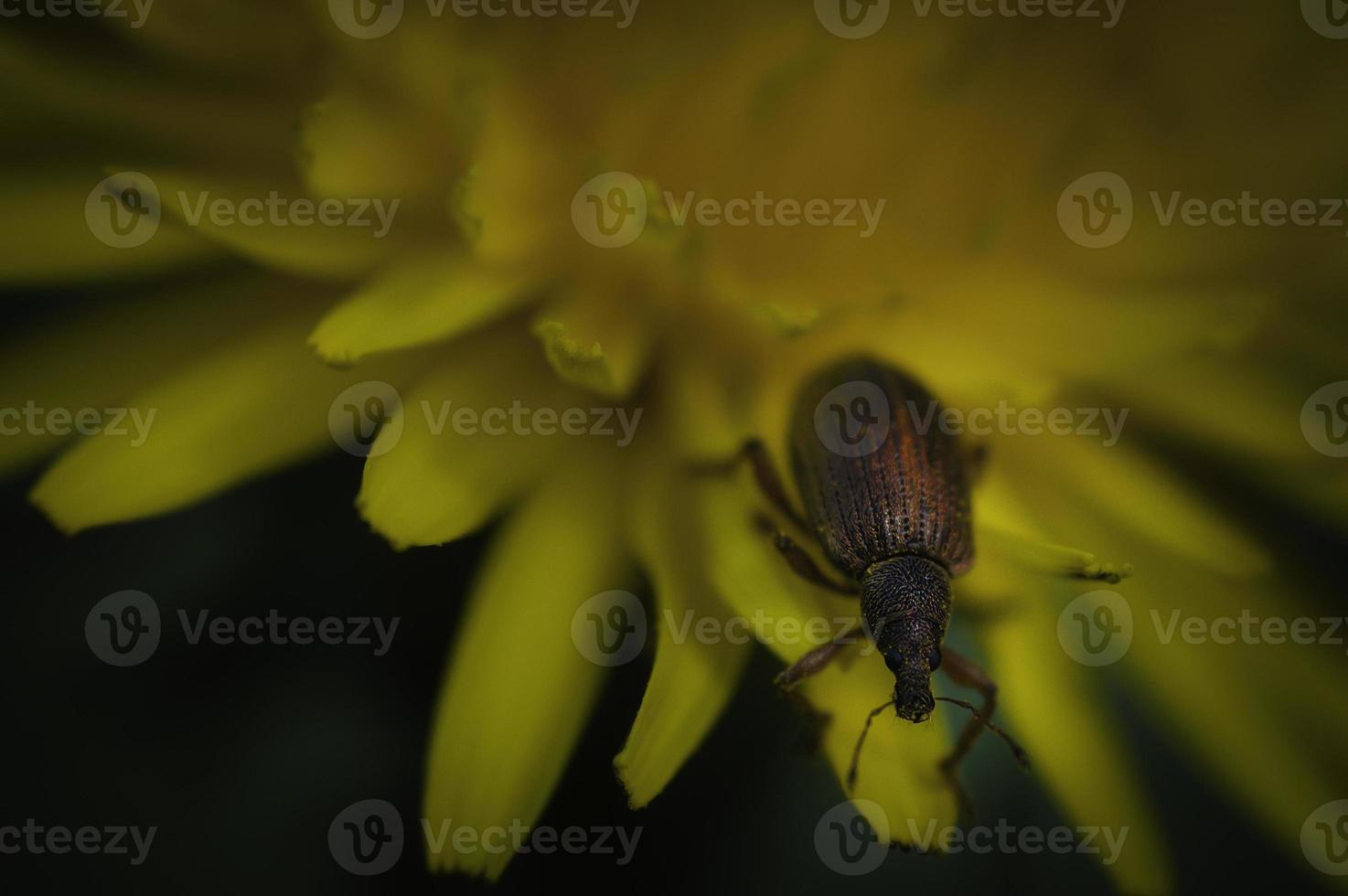 Caridae beatle Curculionoidea photo