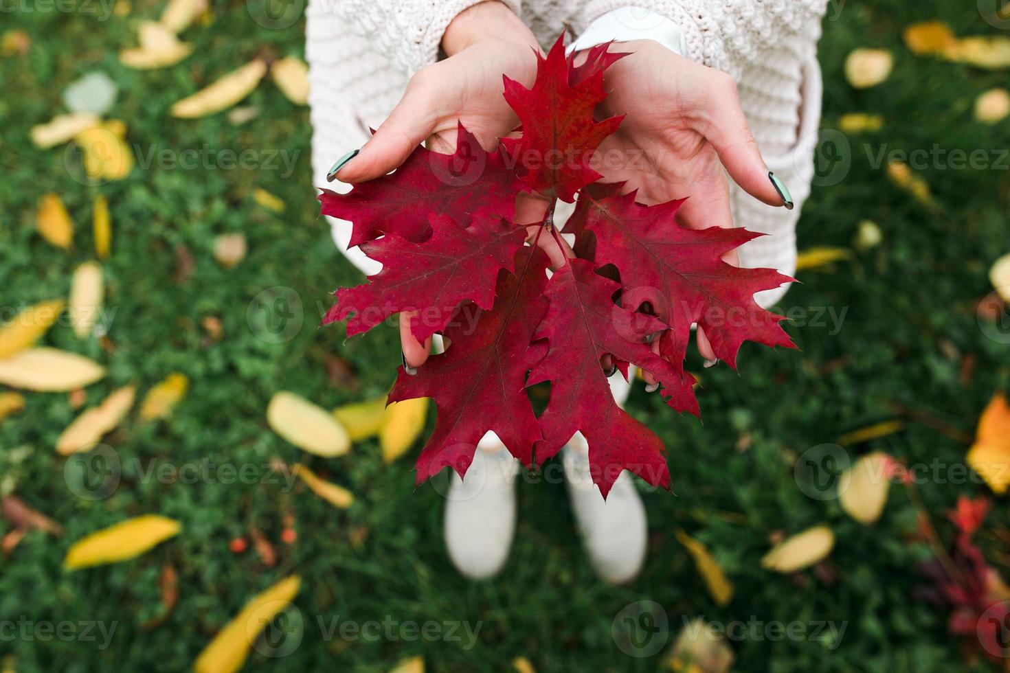 Autumn leaves view photo