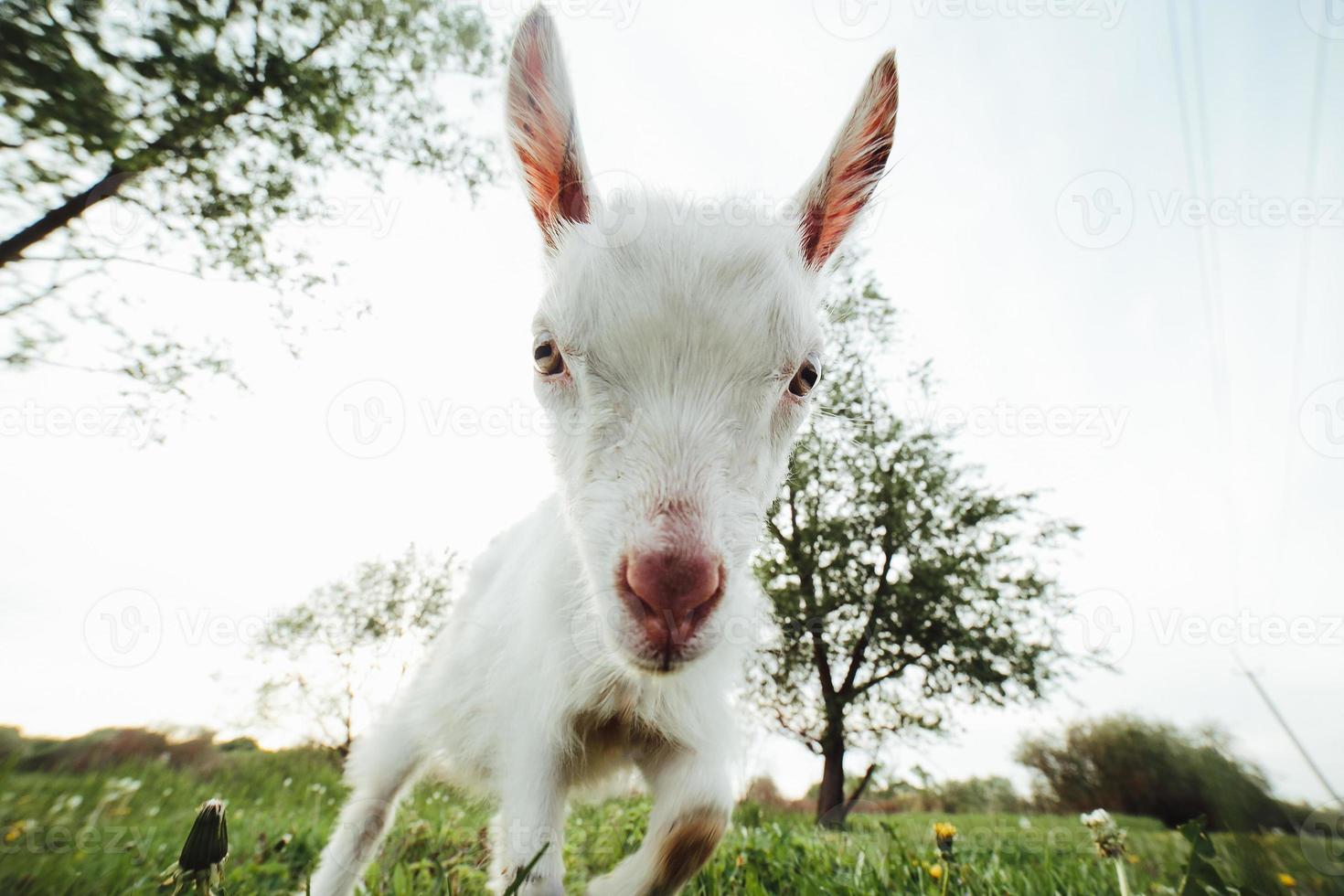 Goat closeup view photo