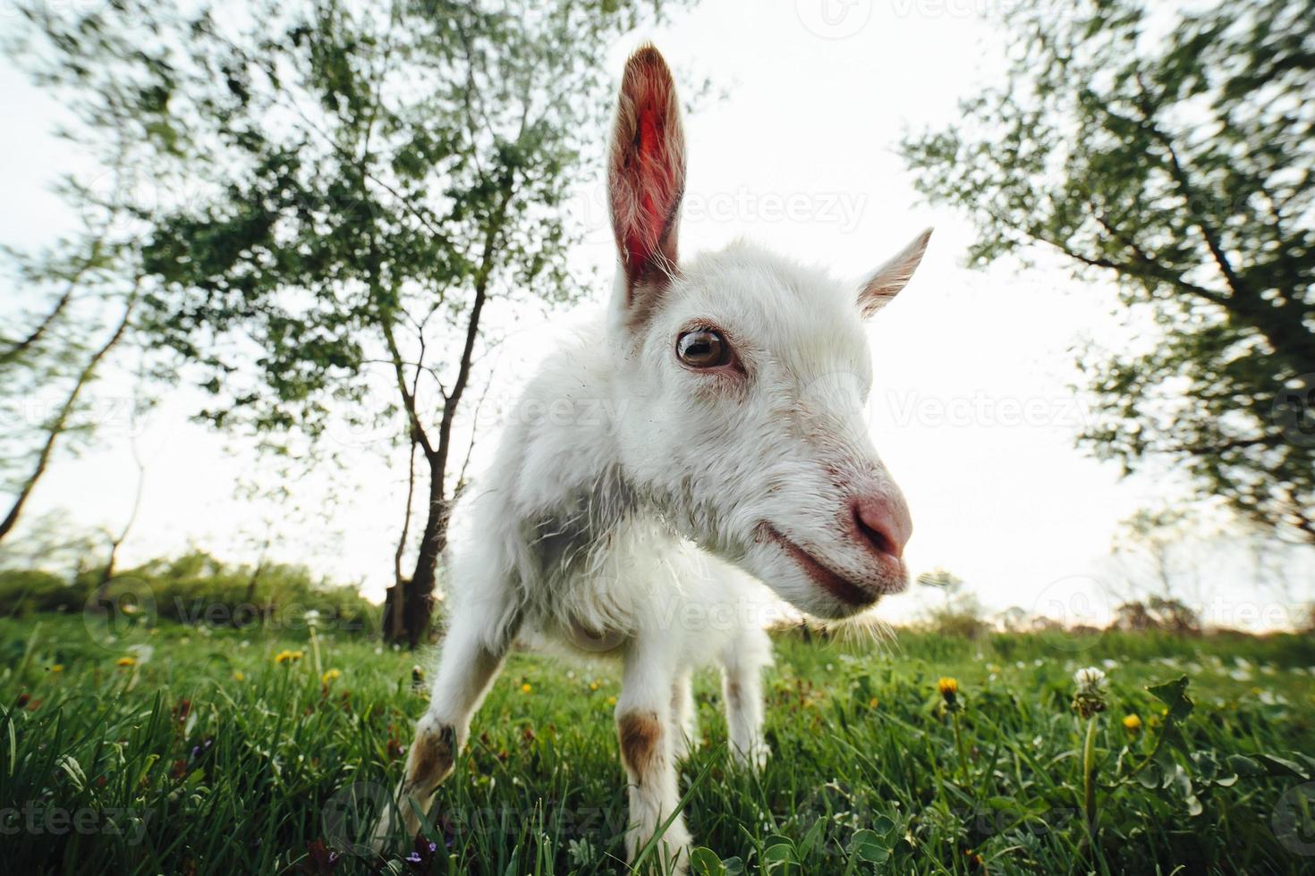 Goat closeup view photo