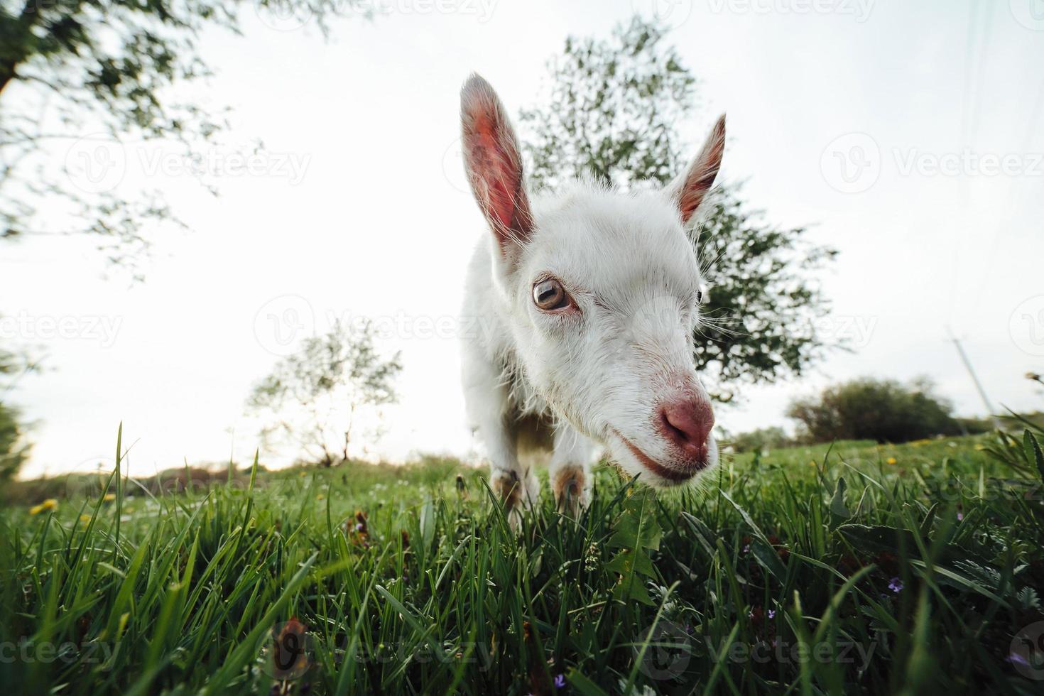 Goat closeup view photo